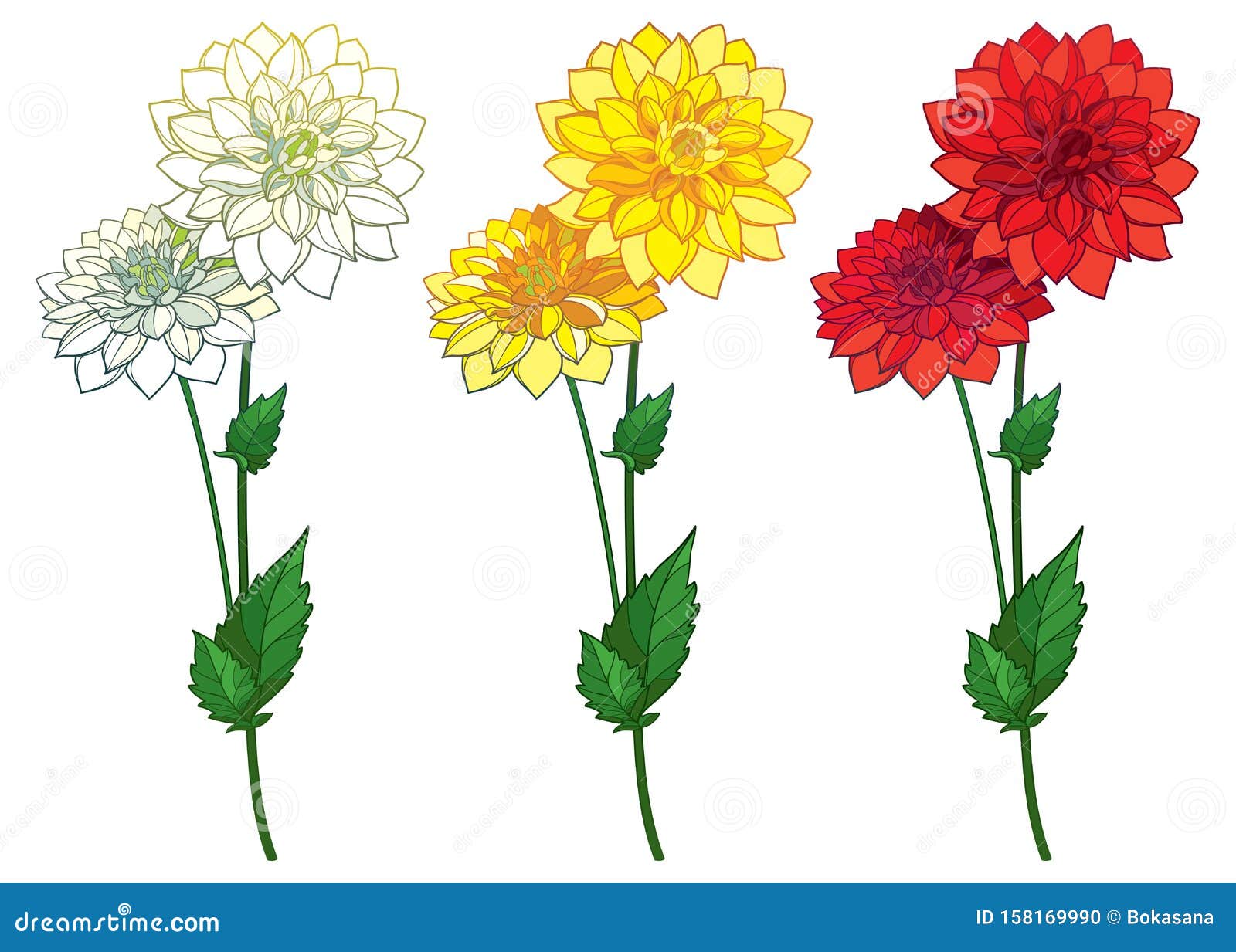  set with outline dahlia or dalia flower bunch in red, yellow and pastel white and ornate leaf  on white background.