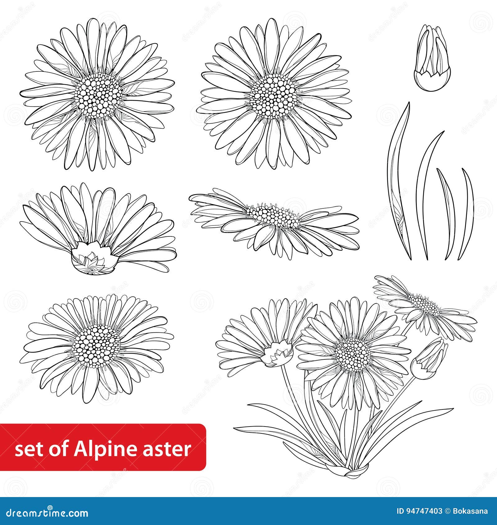  set with outline open alpine aster flower, bud and leaf  on white background. ornamental alpine mountain flower.