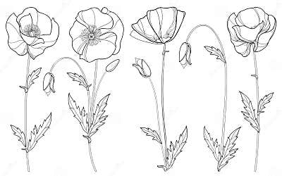 Vector Set with Outline Poppy Flower, Bud and Leaves in Black Isolated ...