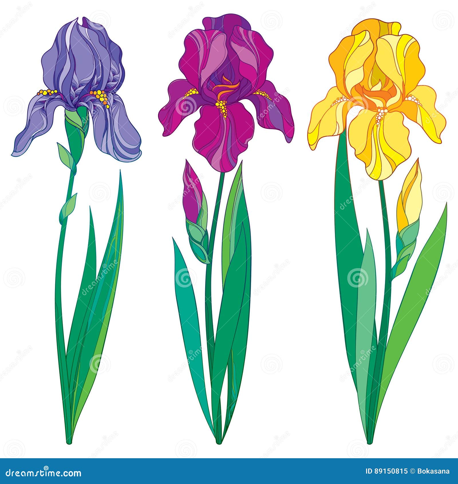 Vector Set with Outline Purple, Lilac and Yellow Iris Flower, Bud ...