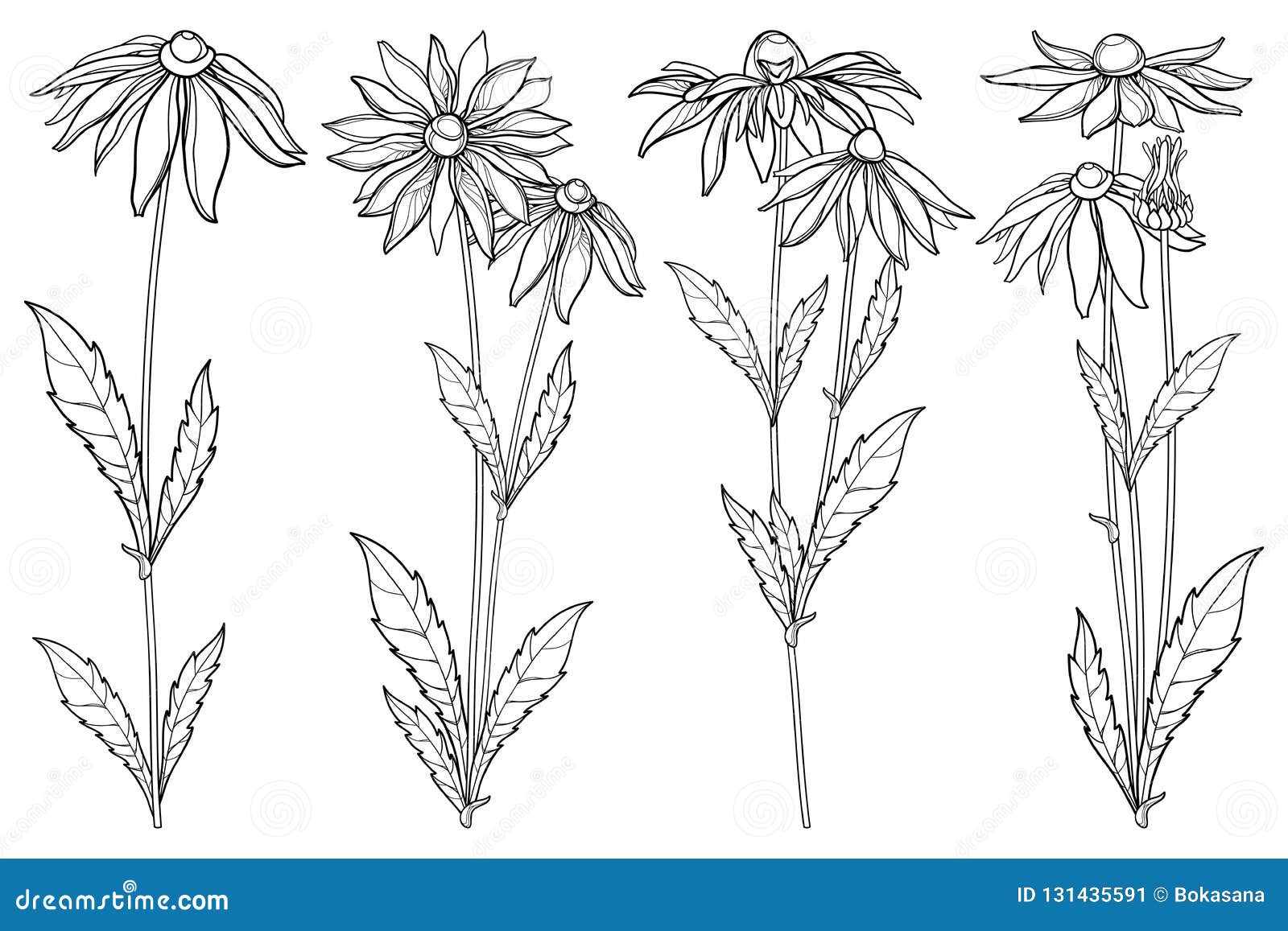  set with outline rudbeckia hirta or black-eyed susan flower bunch, ornate leaf and bud in black  on white back.