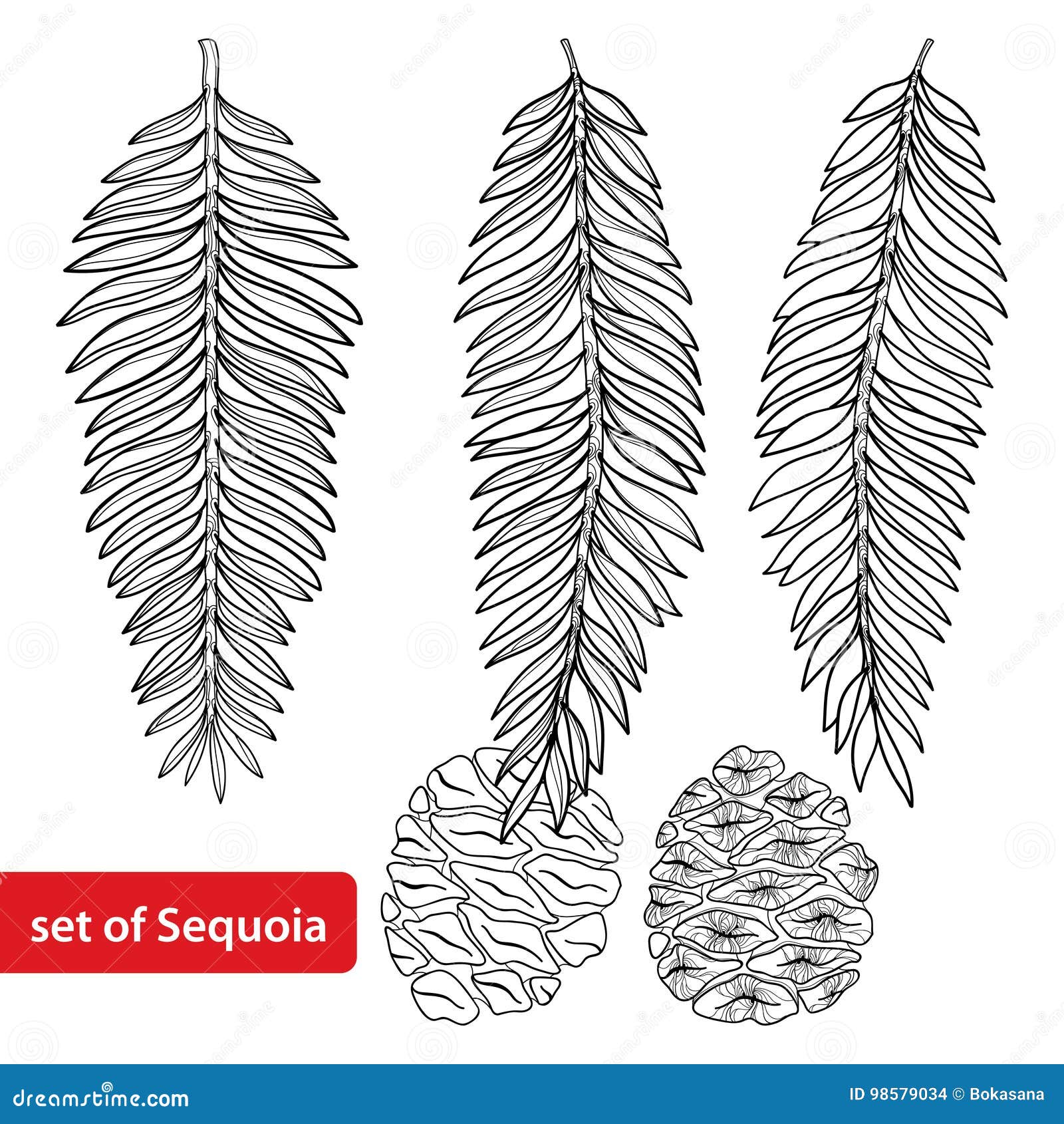  set with outline sequoia or california redwood in black  on white background. coniferous tree with pine and cone.