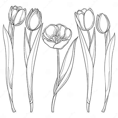 Vector Set with Outline Tulips Flowers Isolated on White. Tulip Flower ...