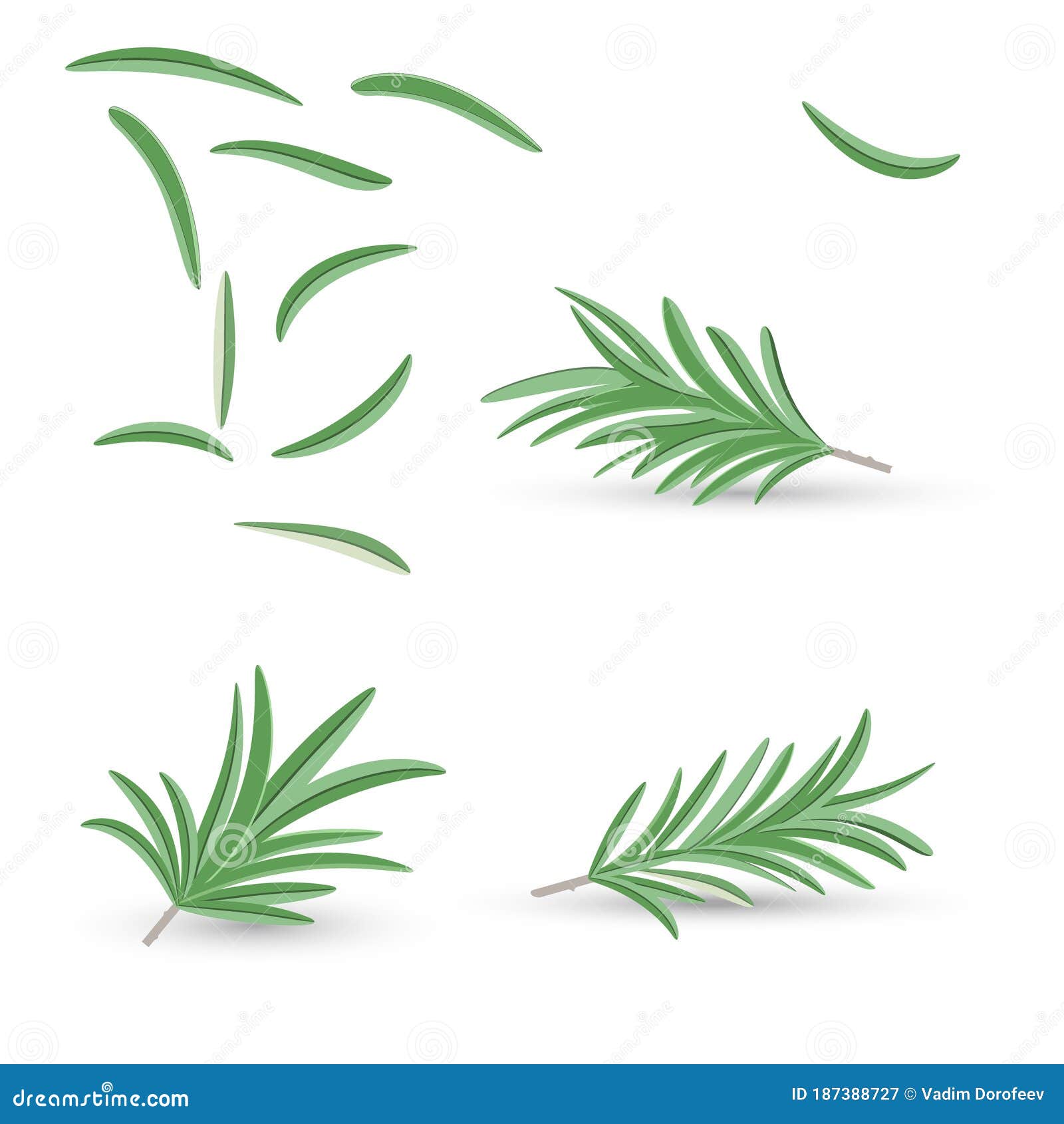  set of rosemary twigs and leaves on a white background. realistic manner.