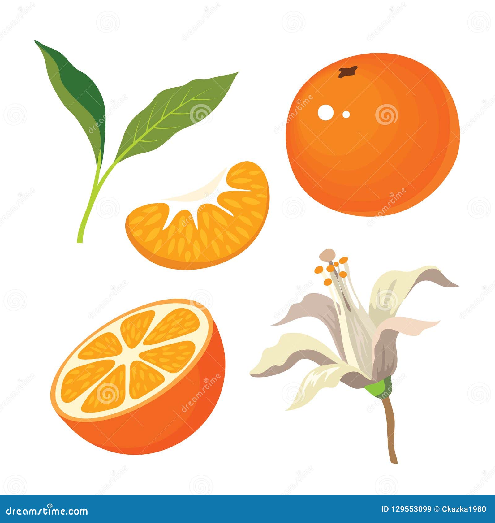 Vector Set with Tangerine, Mandarin Half and a Slice of Mandarin. Stock