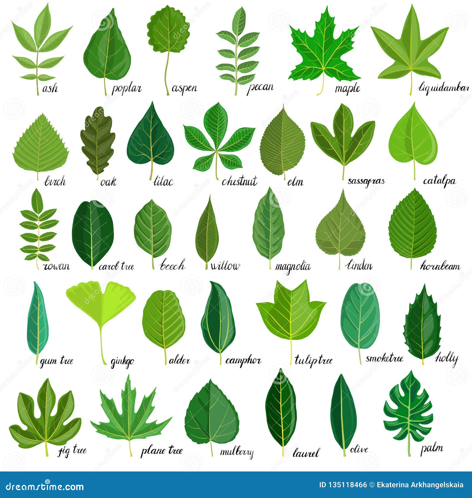 Types Of Leaves With Names