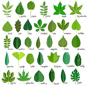 Vector set of tree leaves stock vector. Illustration of green - 135118466