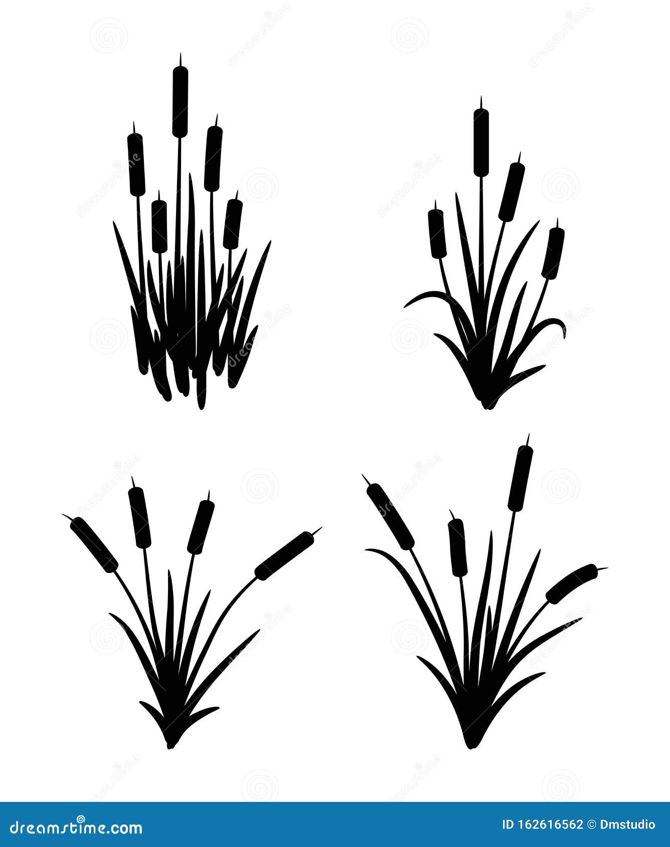  set of typhaceae marsh herb