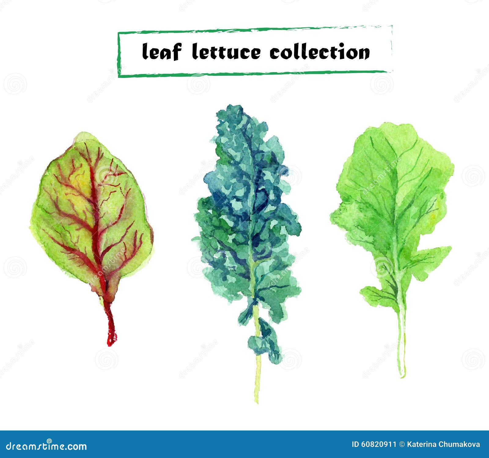 Leaf Of Sea Lettuce Or Ulva Lactuca Algae. Green Edible Seaweed