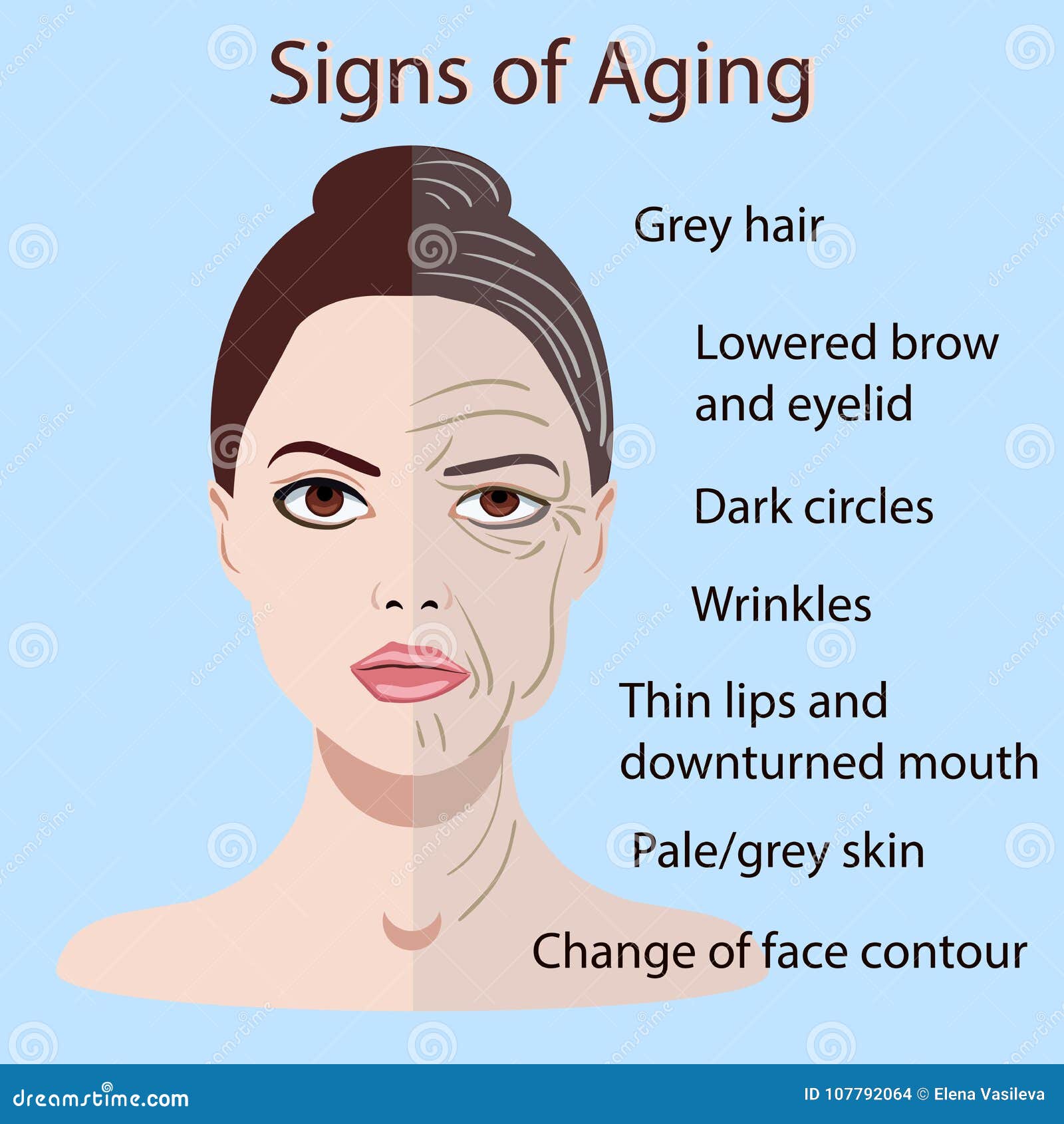 The Skin Is Old And Young Aged And Young Skin Sketch Scheme Vector