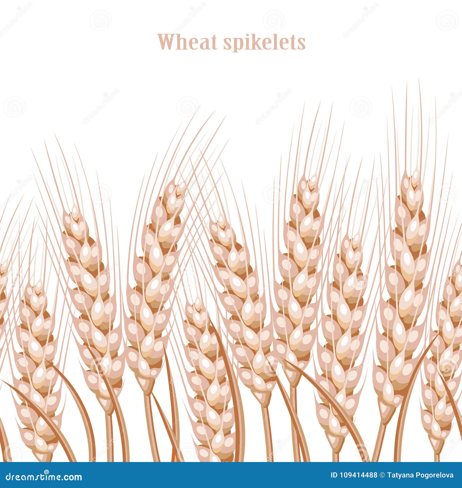 Vector Silhouette of Wheat. Wheat in the Field on a White Background