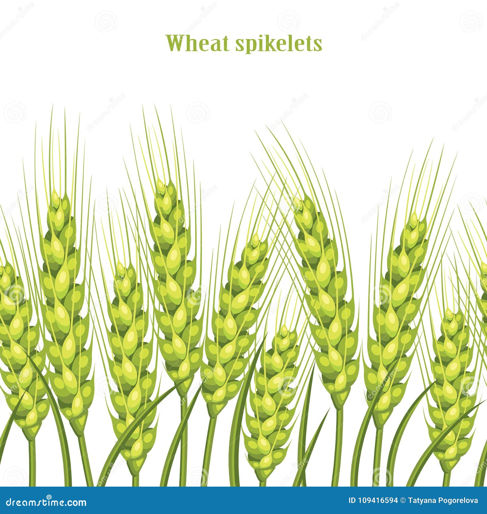 Vector Silhouette of Wheat. Wheat in the Field on a White Background