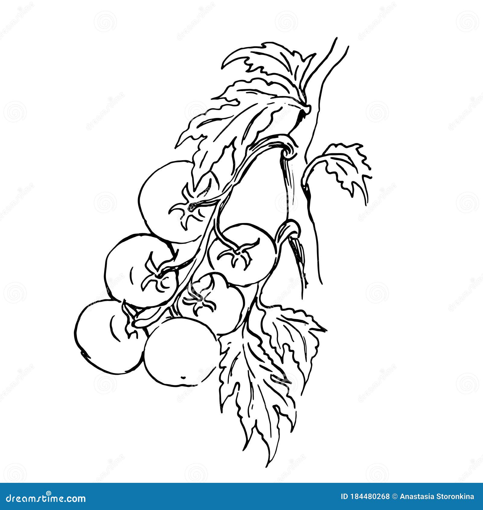 Vector Sketch of a Branch of Tomatos Stock Illustration Illustration