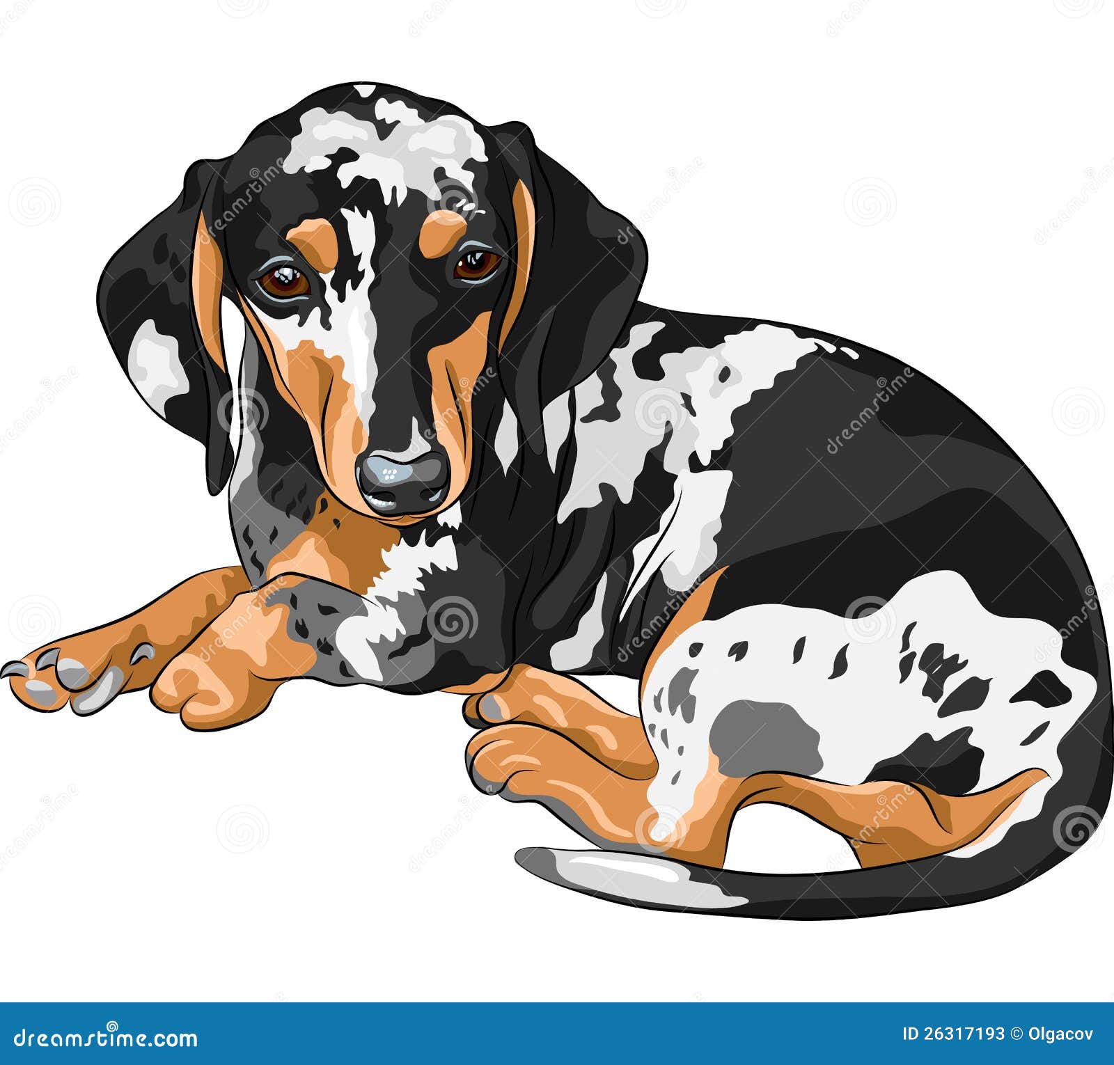  sketch dog dachshund breed lying