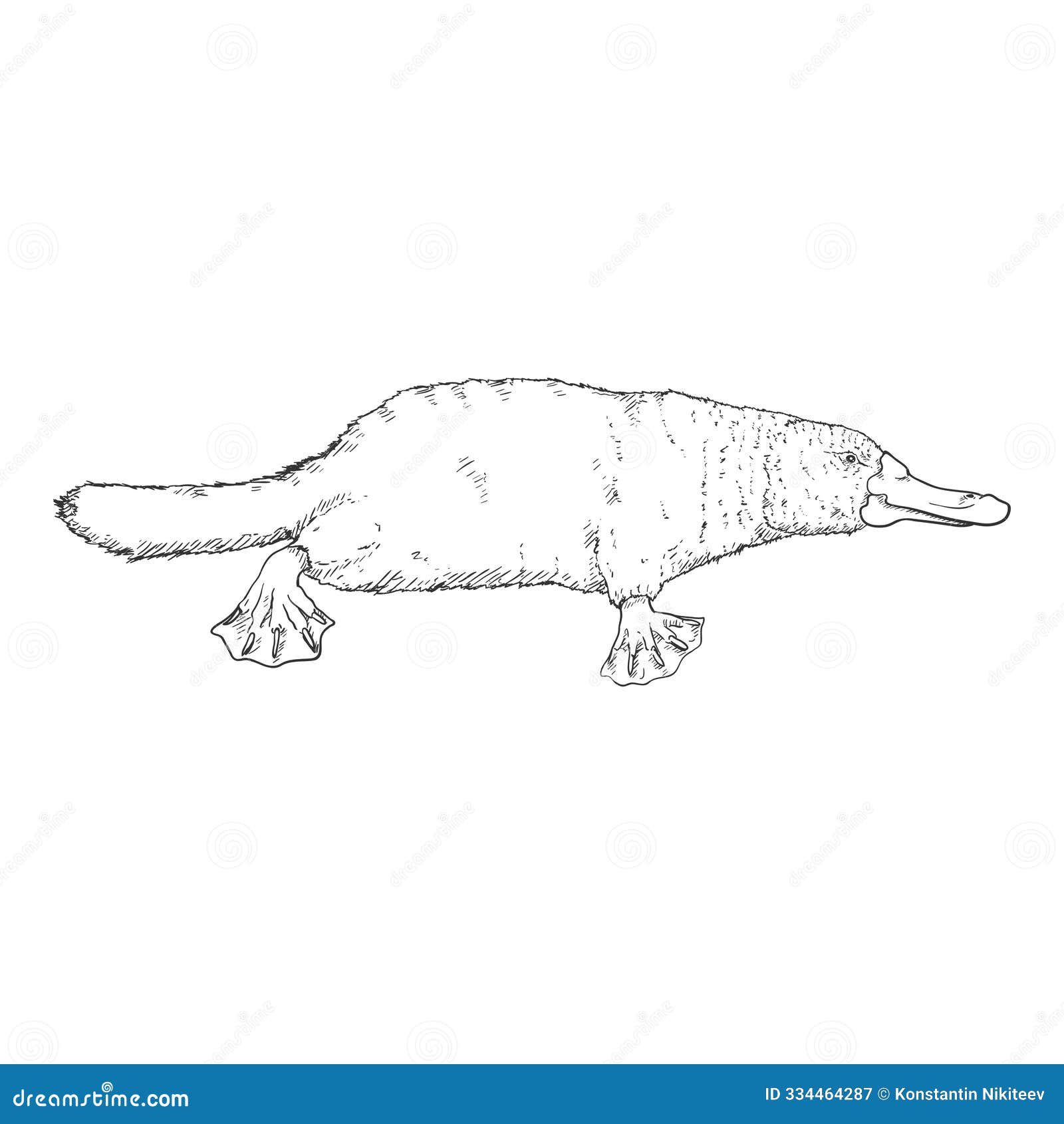  sketch of duckbill. platypus 