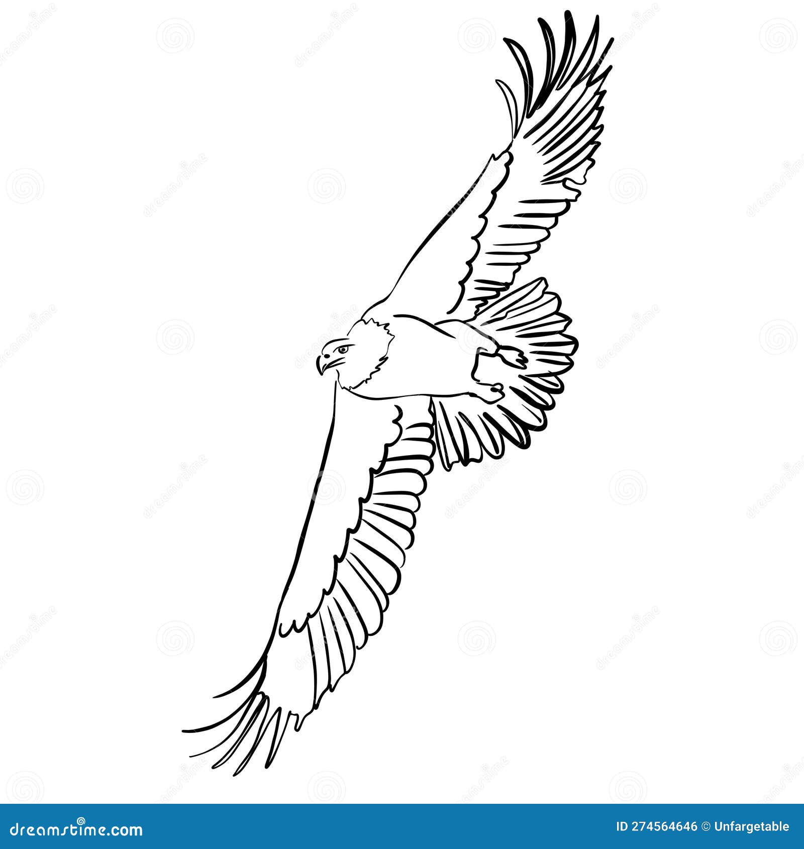 Vector Sketch Hand Drawn Eagle in Flight, Line Art Stock Vector ...