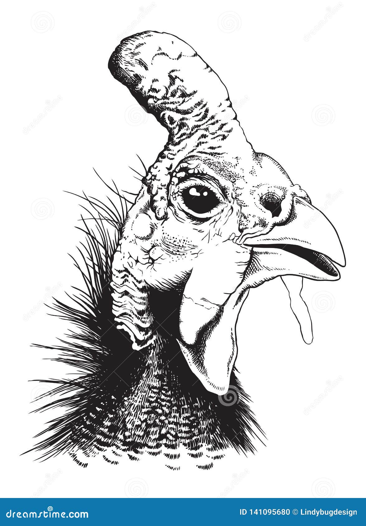  sketch of a helmeted guinea fowl