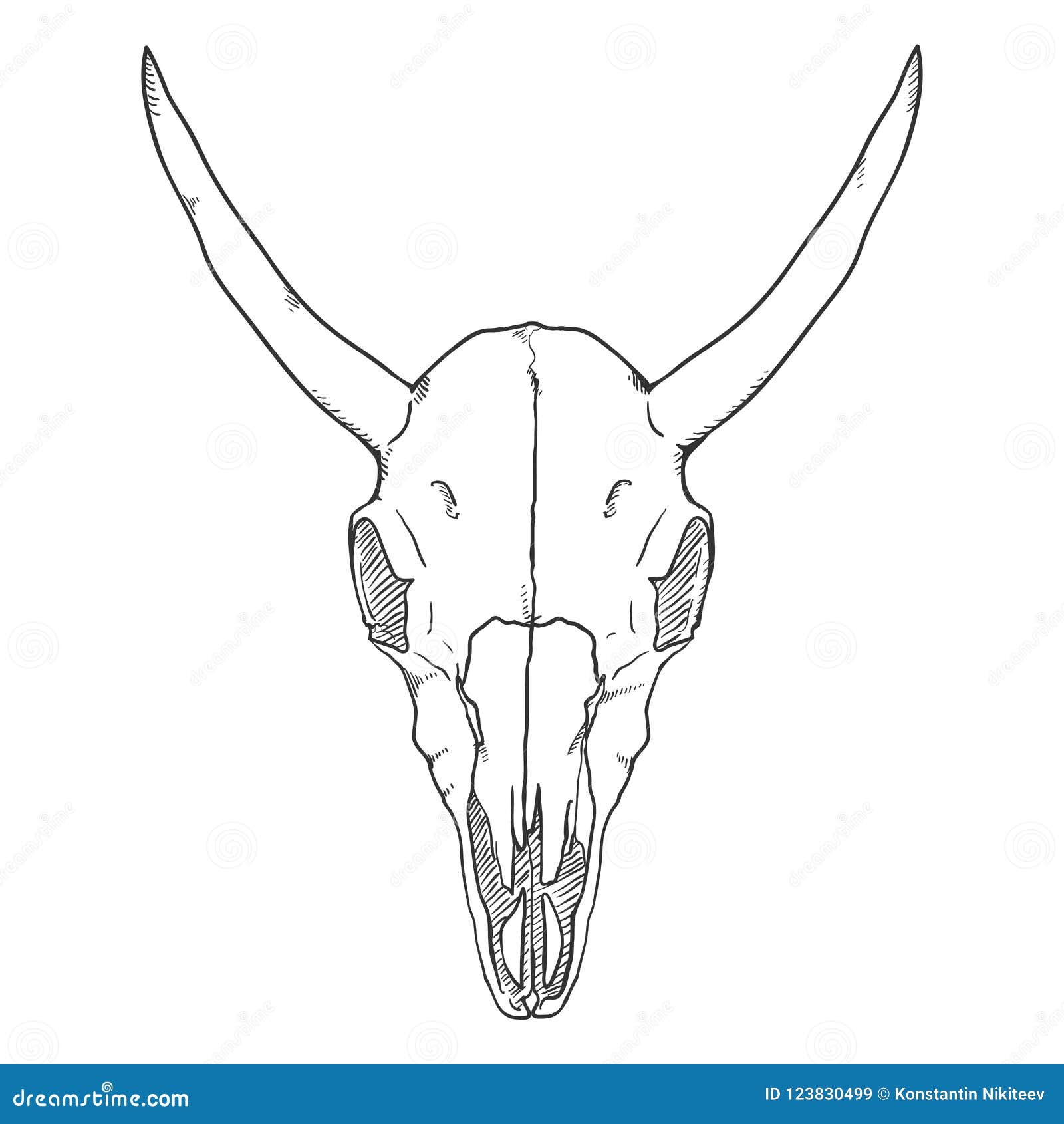 Horns Drawing Front View