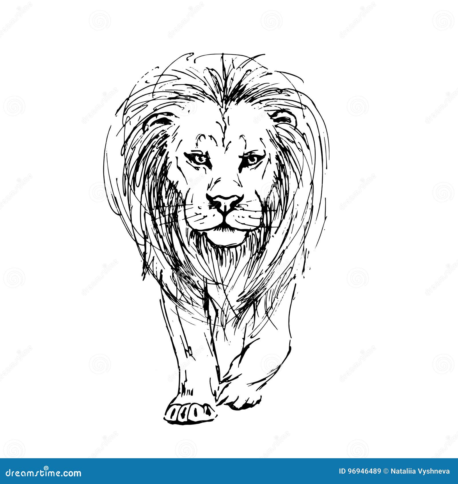 Vector Sketch by Pen of a Lion Front View Stock Vector - Illustration ...