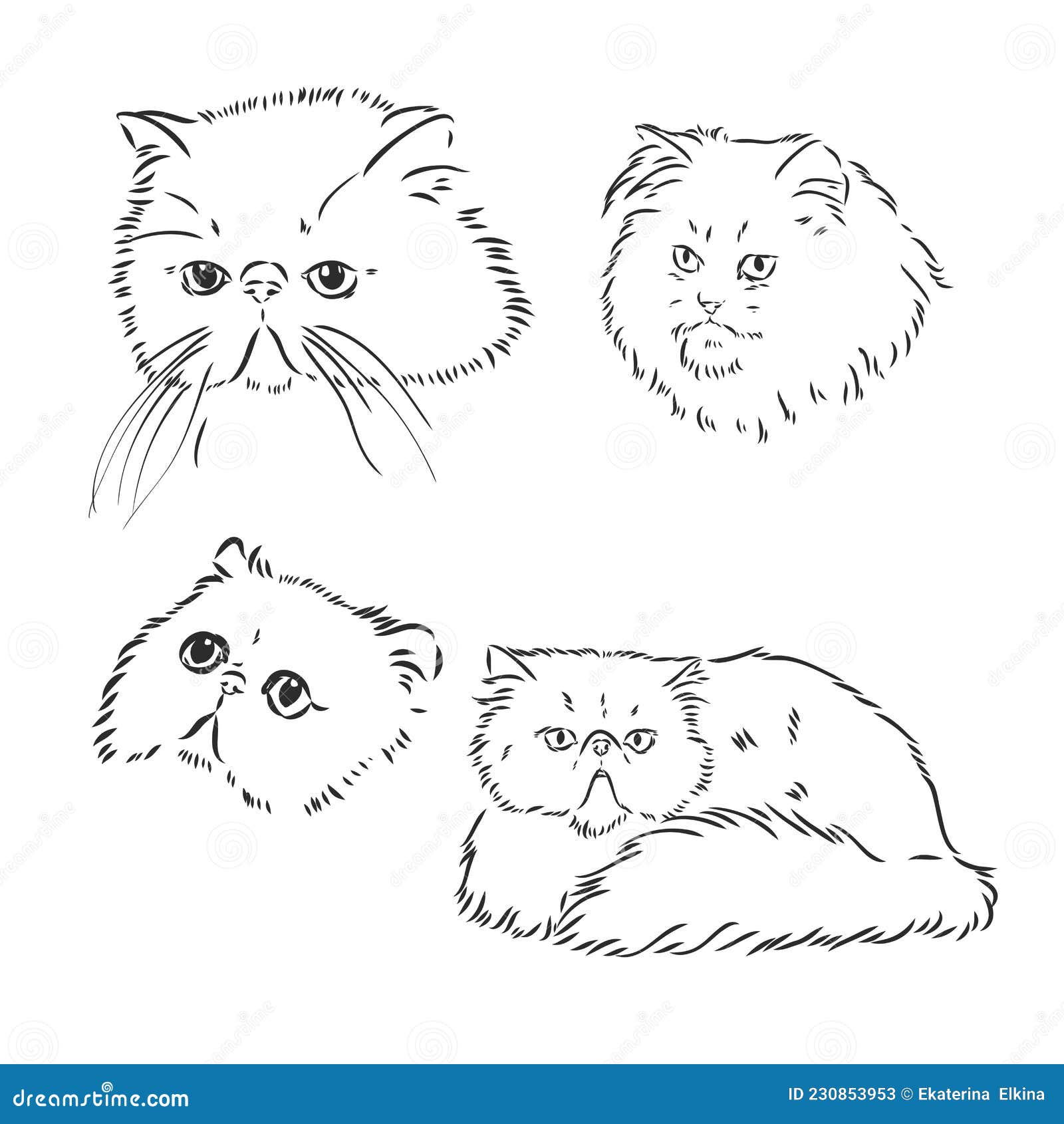 Vector Sketch Persian Cat Persian Cat Vector Stock Vector Illustration Of Outline Design