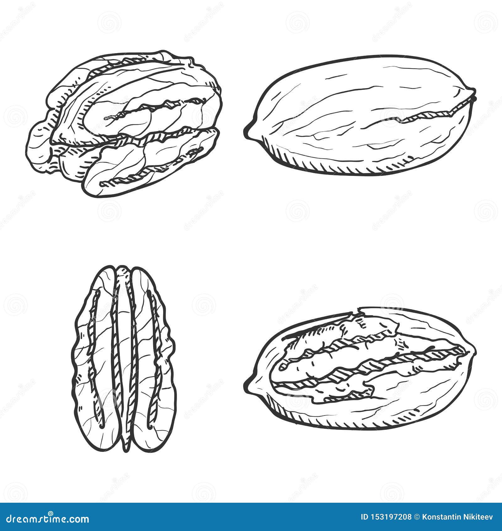 Vector Sketch Set of Pecan Nuts Stock Vector - Illustration of graphics ...