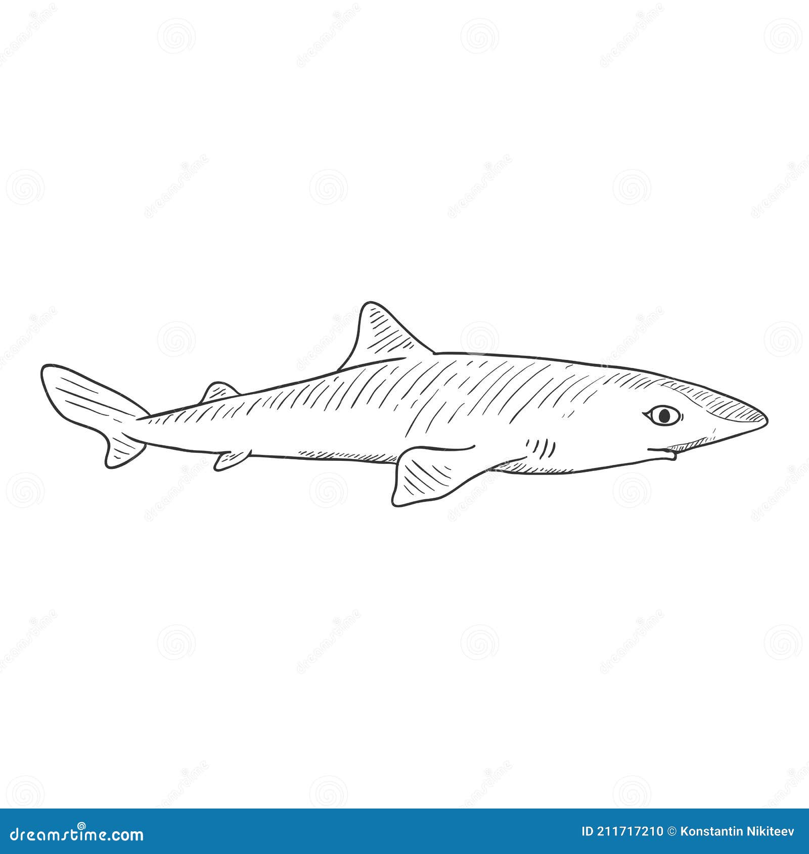 Spiny Dogfish Drawing