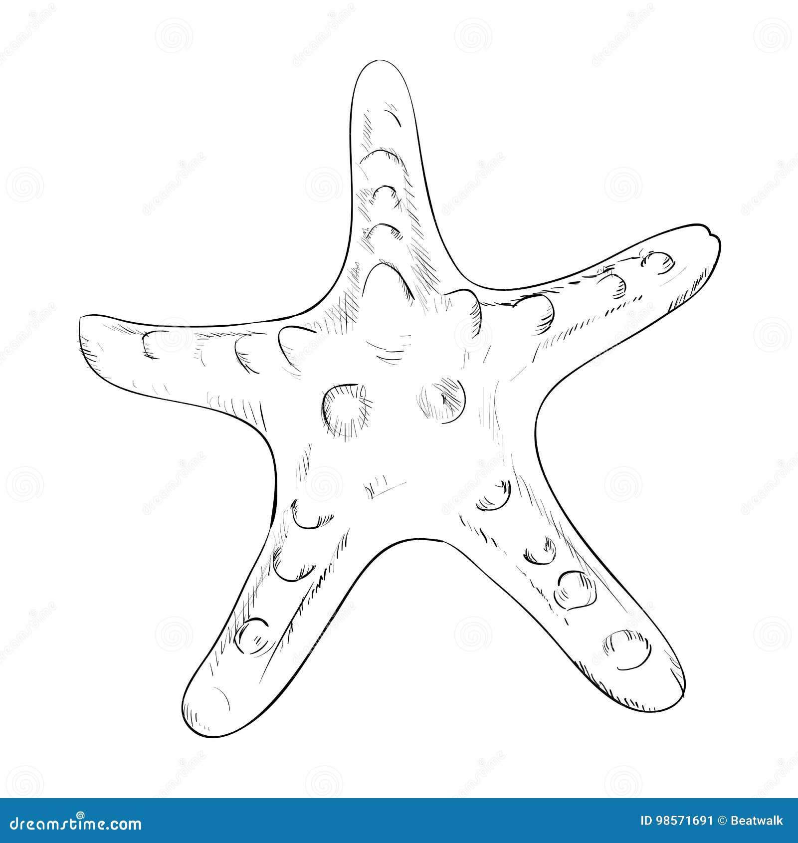 Vector sketch of starfish stock vector. Illustration of fish - 98571691