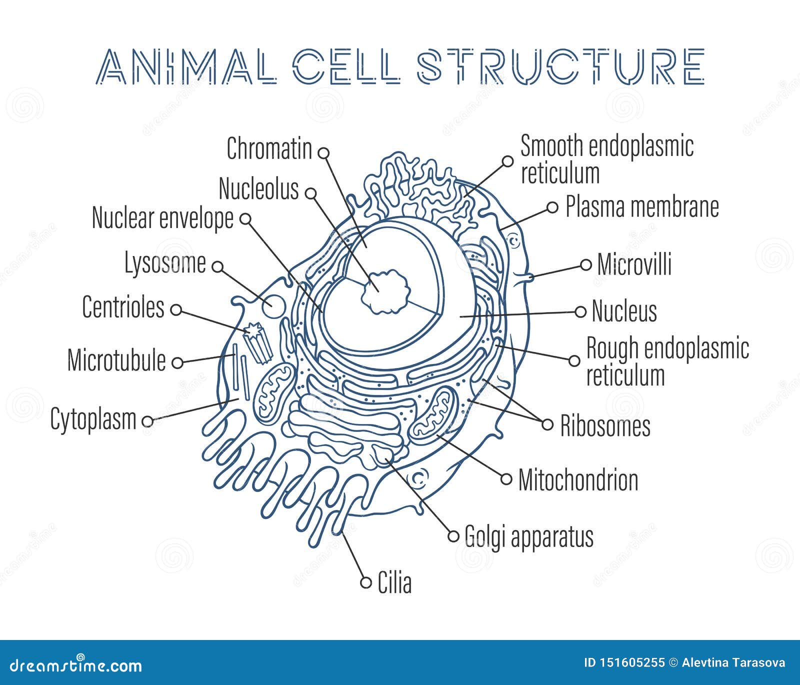 Drawing Of Animal Cell Falsely Shared As Most Detailed Image Of Human Cell  | BOOM