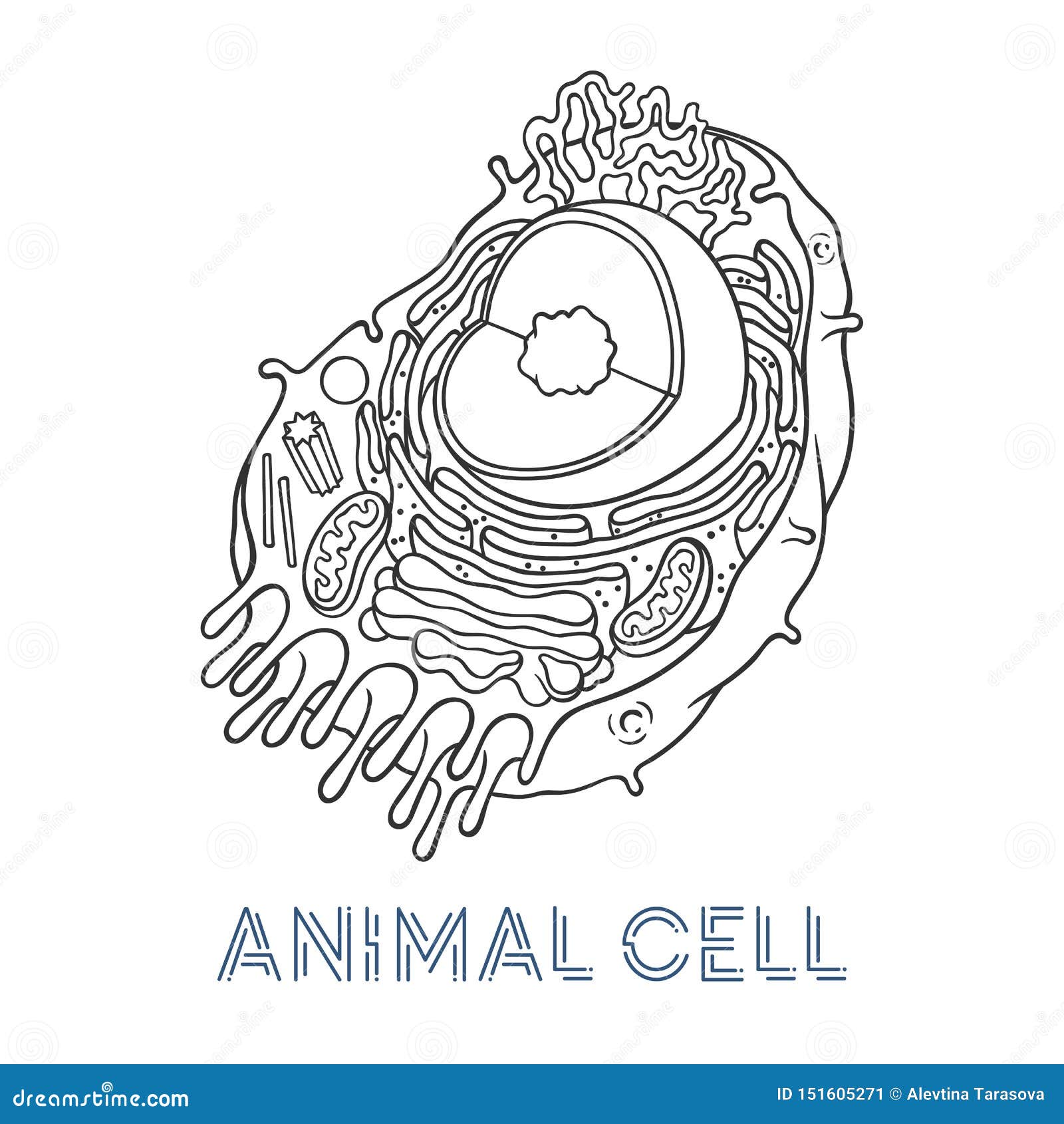 Vector Sketching Illustrations. Schematic Structure of Animal Cell Stock Vector - Illustration of nucleolus, nucleus: 151605271 Vector Sketching Illustrations. Schematic Structure of Animal Cell Stock Vector - Illustration of nucleolus, nucleus: 151605271