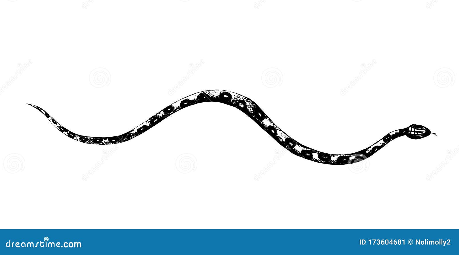 Vector Snakes Pencil Drawing, Vintage Style Graphic Black and ...