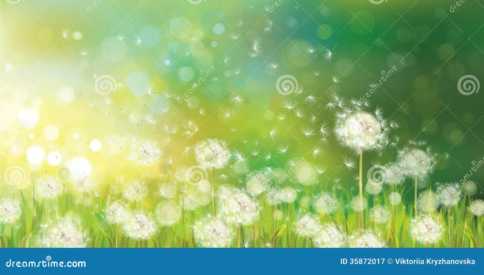  of spring background with white dandelions.