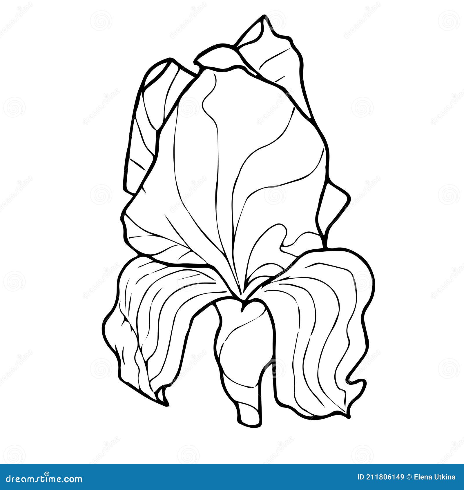 Vector Spring Iris Flower. There are Black Lines on a White Background ...