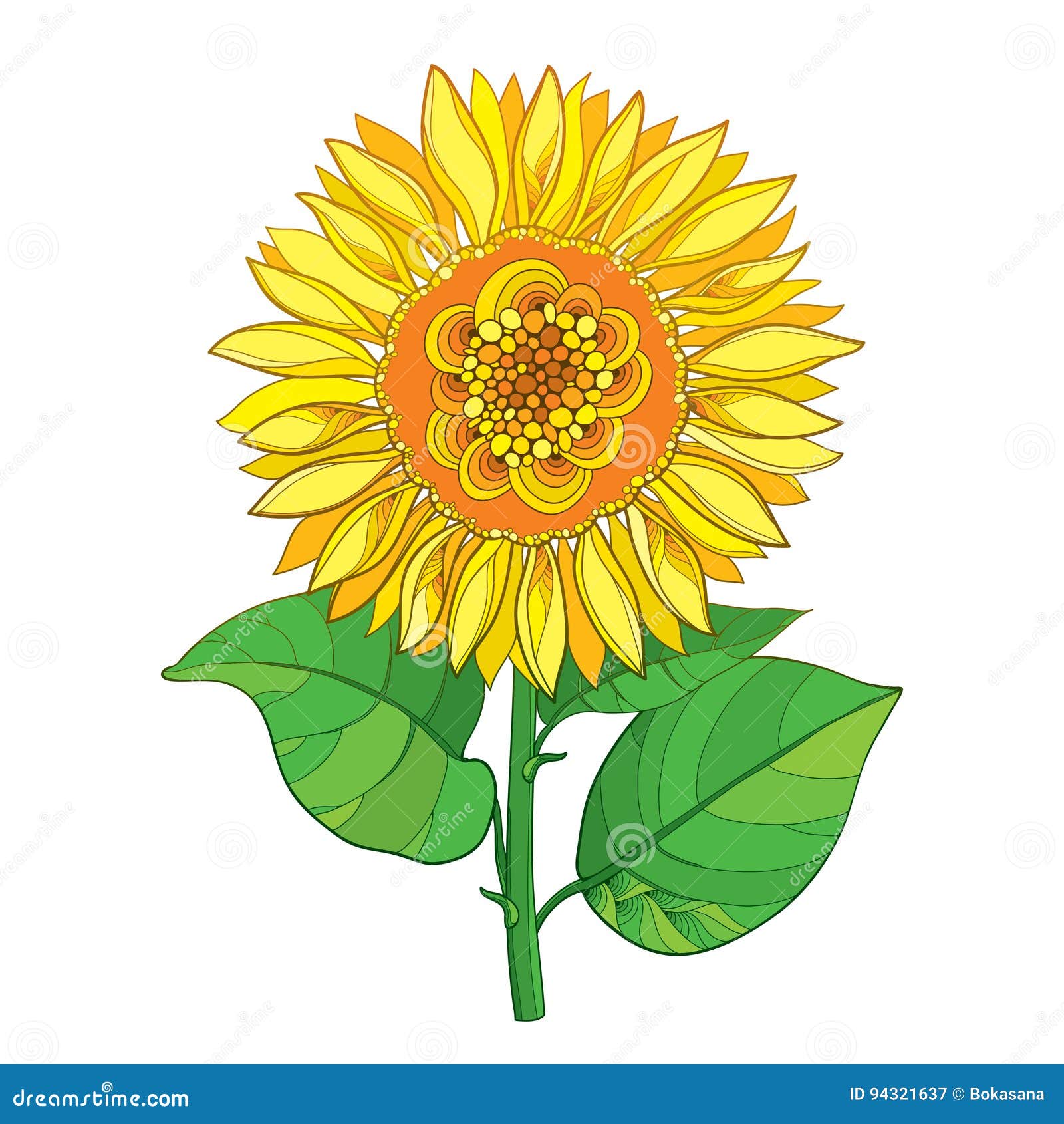 Vector Stem With Outline Yellow Sunflower Or Helianthus Flower And