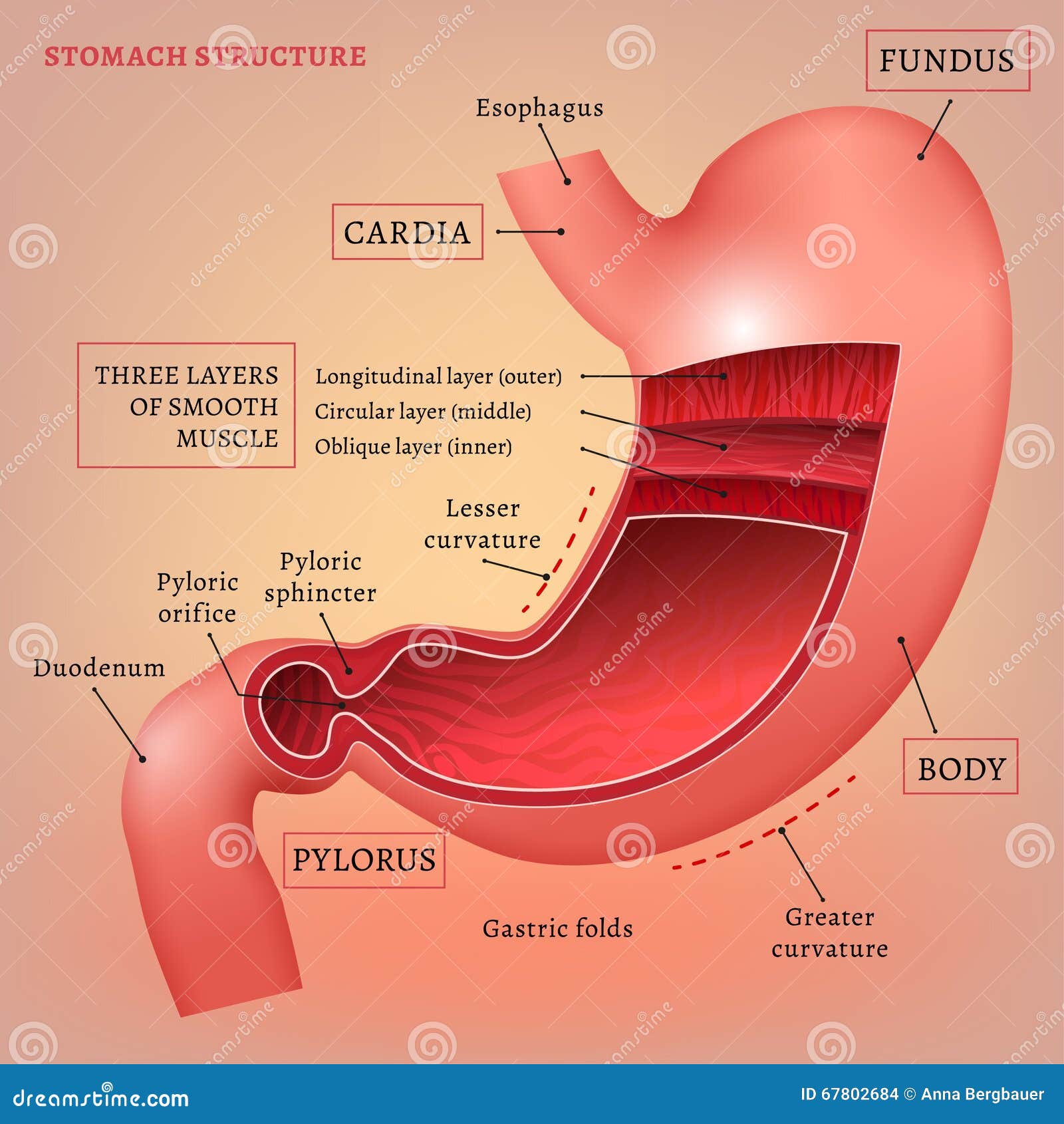 Esophagus Mucosa And Esophageal Sphincter Royalty Biology Diagrams