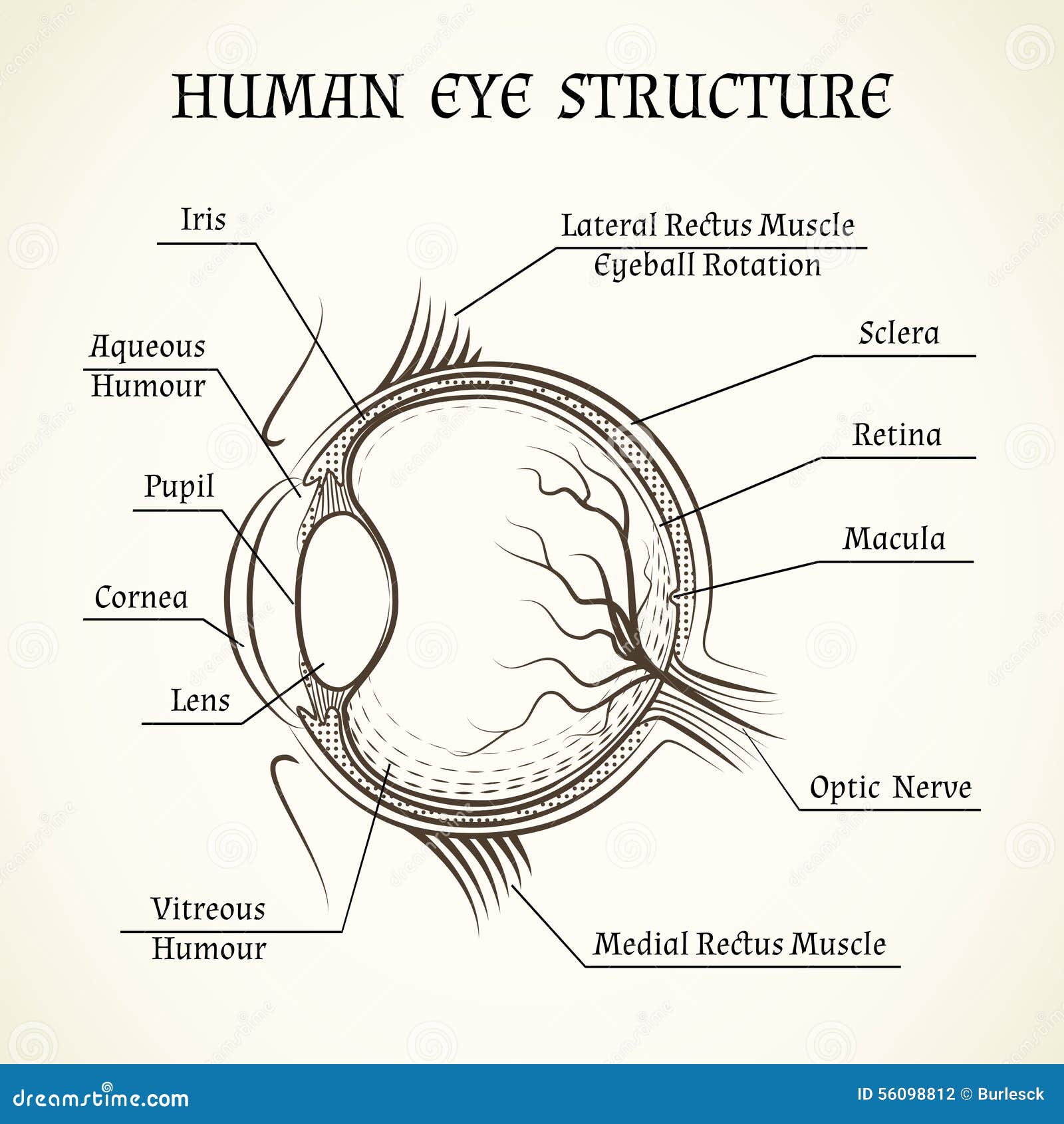 Human Eye Anatomy Stock Illustrations – 21,389 Human Eye Anatomy Stock  Illustrations, Vectors & Clipart - Dreamstime