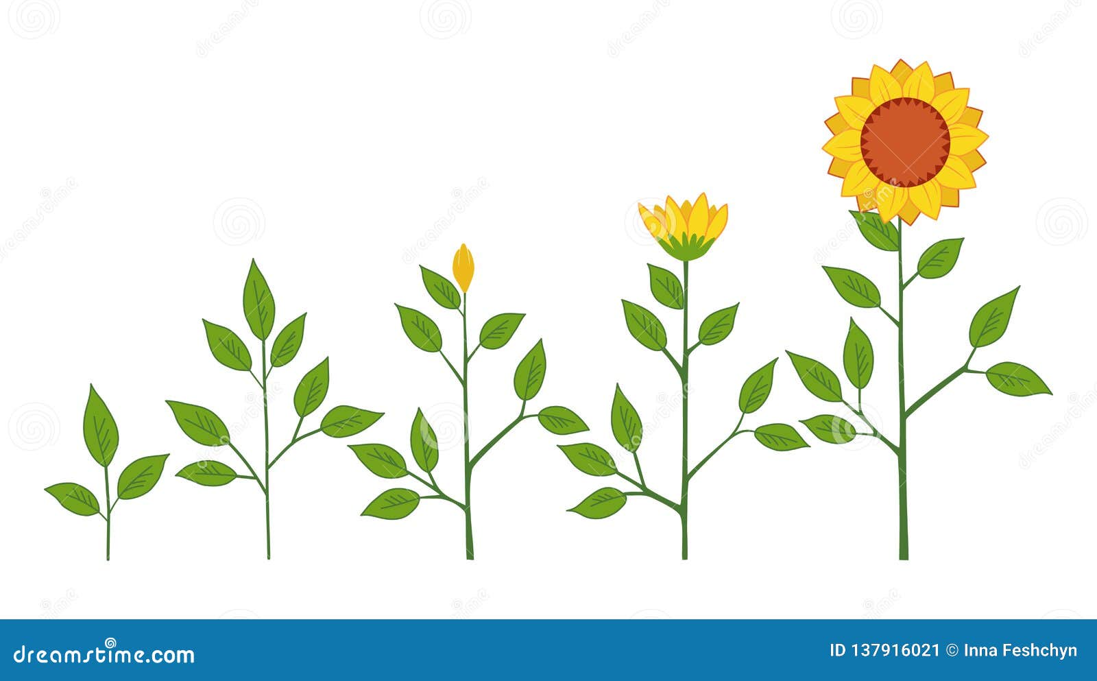  sunflower plant growth stages concept, abstract flower s  on white background. sunflower life cycle