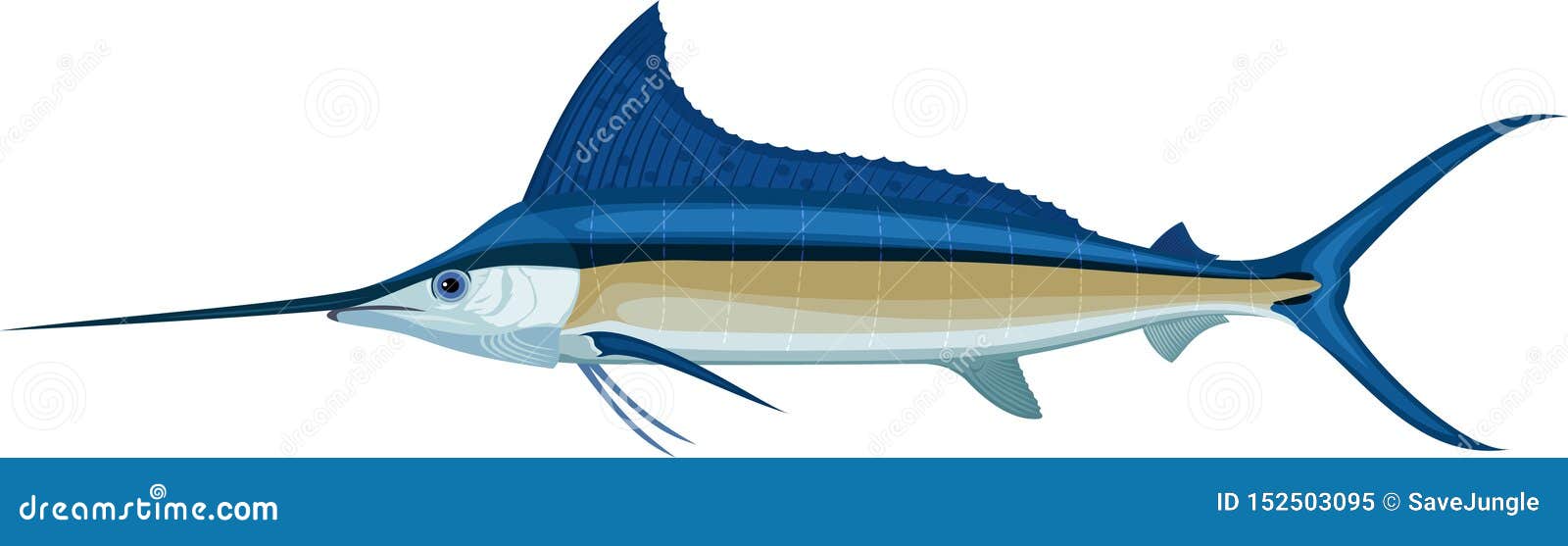 Vector Swordfish Atlantic Blue Marlin Stock Vector Illustration of marlin, isolated 152503095