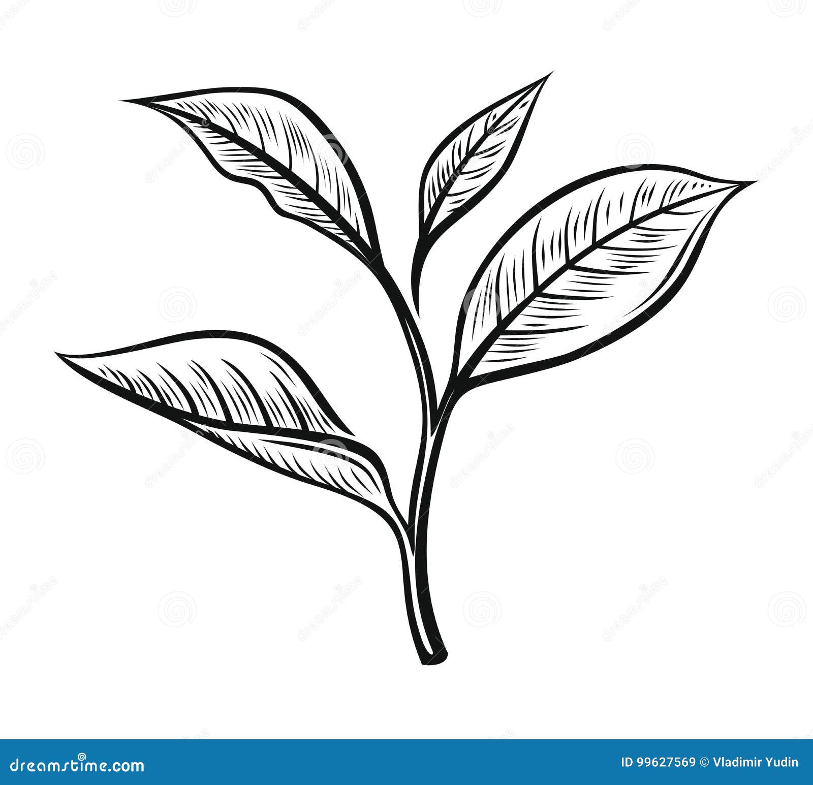 Vector tea leaves stock vector. Illustration of herbal - 99627569