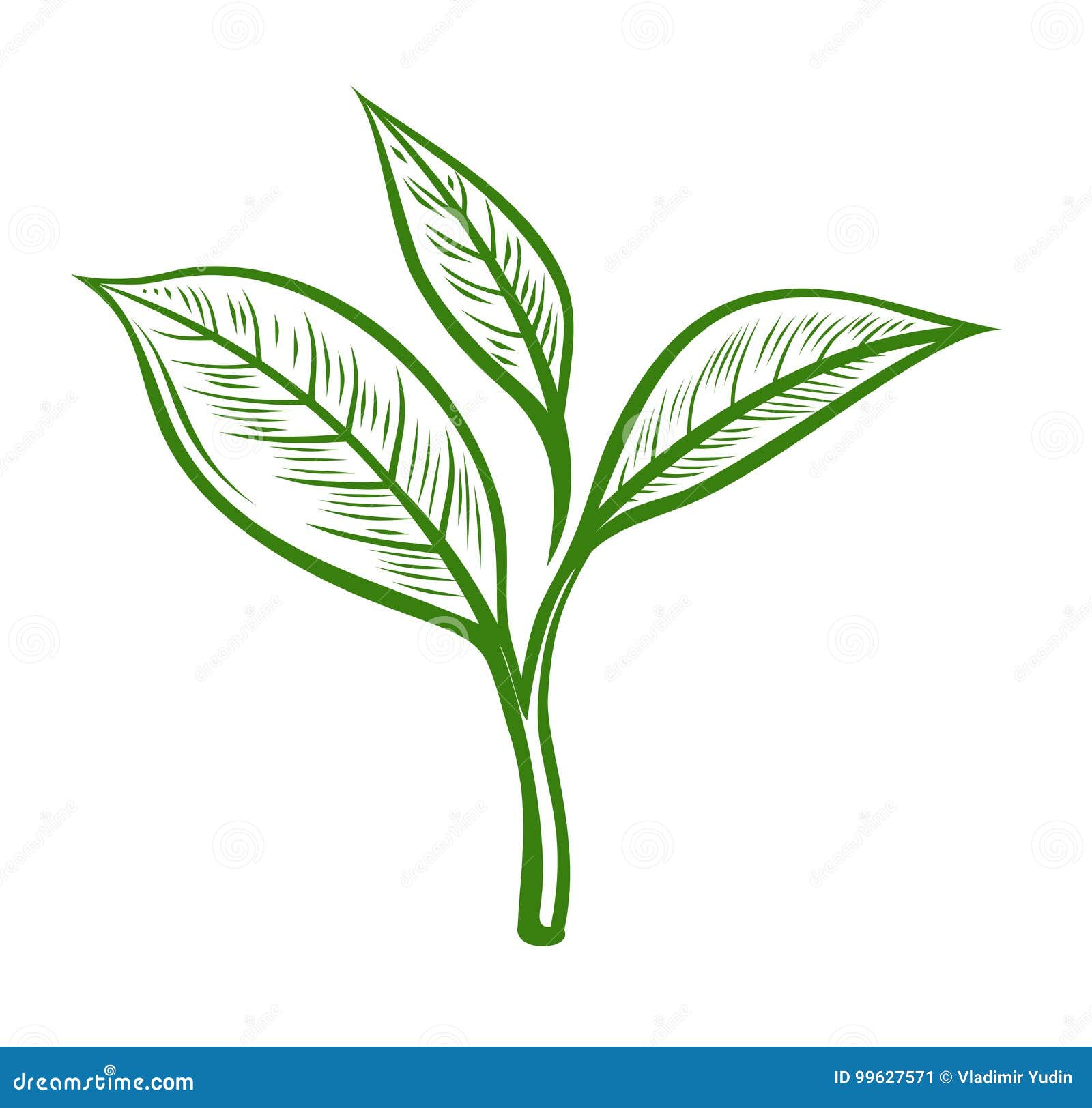 Vector tea leaves stock vector. Illustration of flora - 99627571