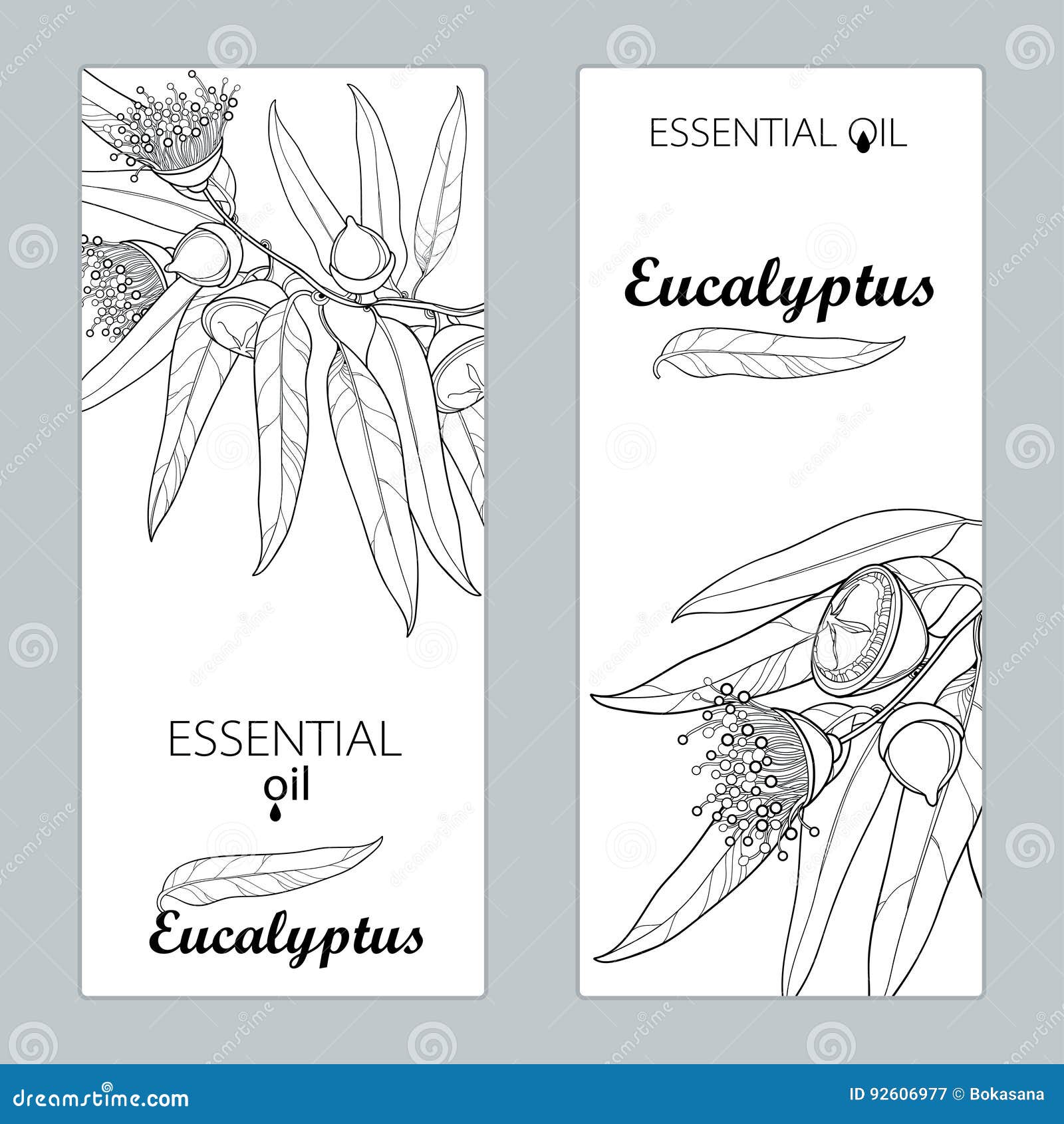  templates with outline eucalyptus globulus, fruit, flower and leaves . floral  for poster, banner, packageÃÅ½