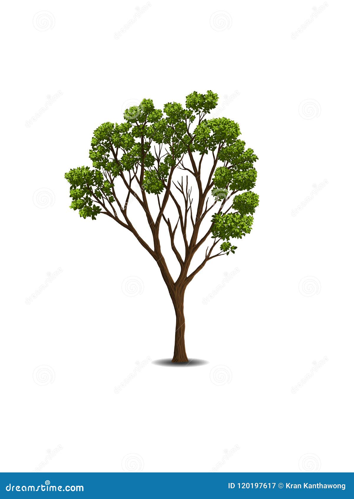  trees on white background. .