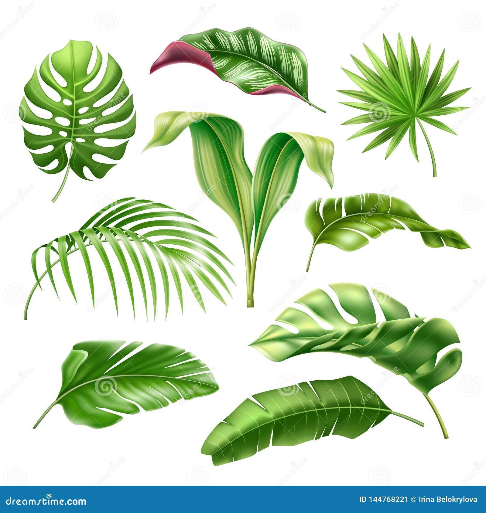Vector Tropical Leaves Realistic Monstera Palm Set Stock Vector ...