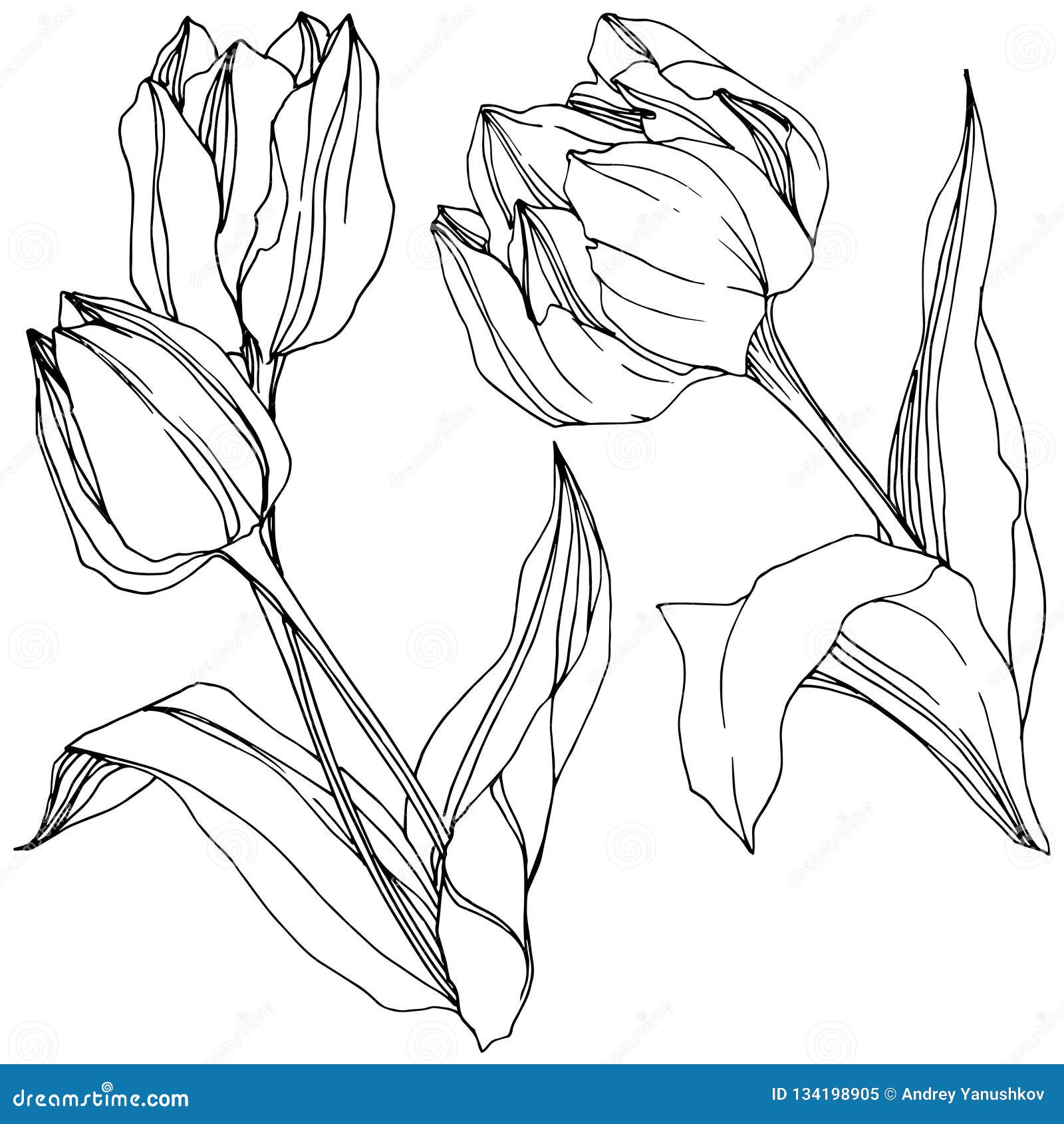 Vector Tulip Black and White Engraved Ink Art. Floral Botanical Flower ...