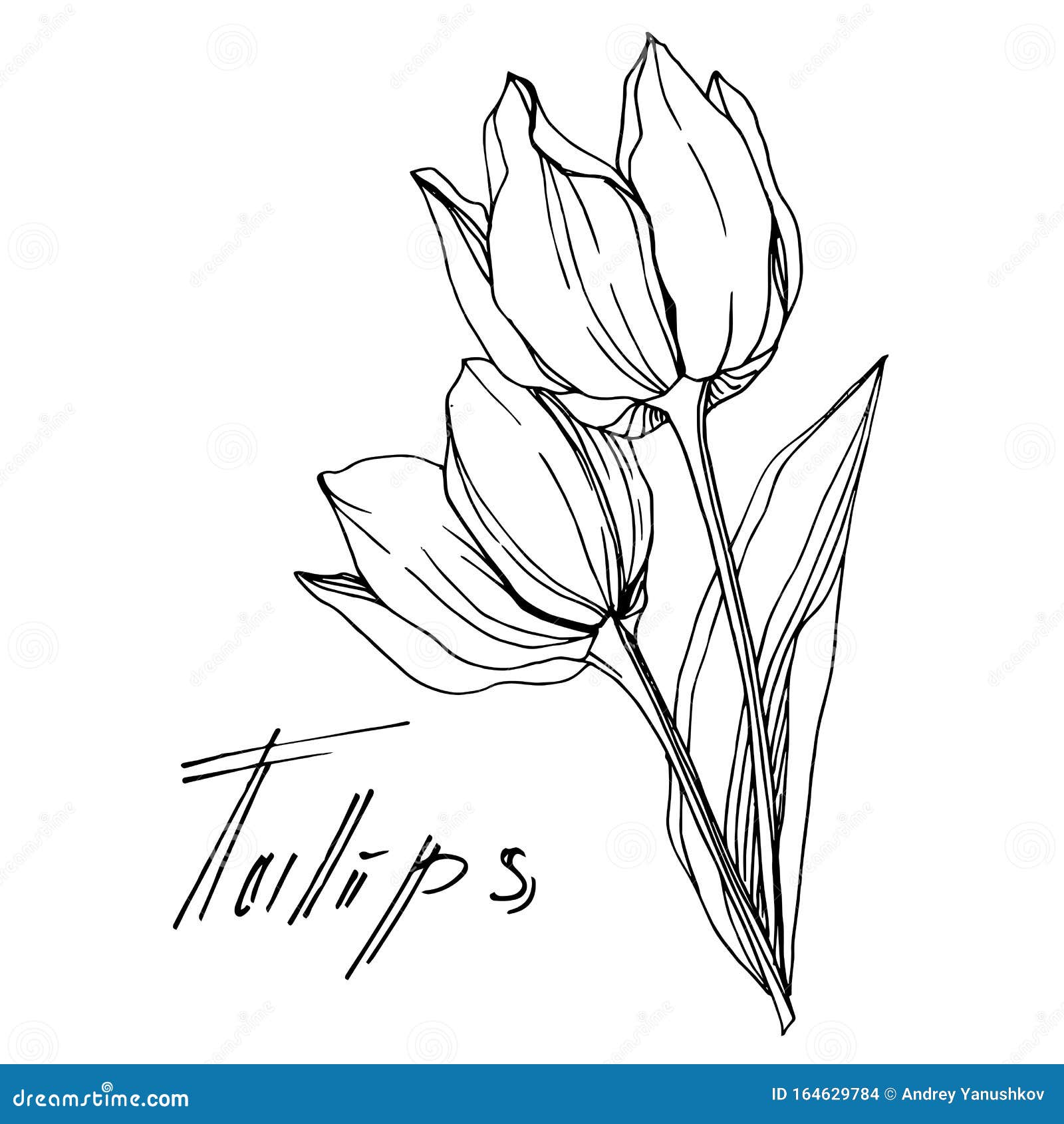 Vector Tulip Floral Botanical Flower. Black and White Engraved Ink Art ...