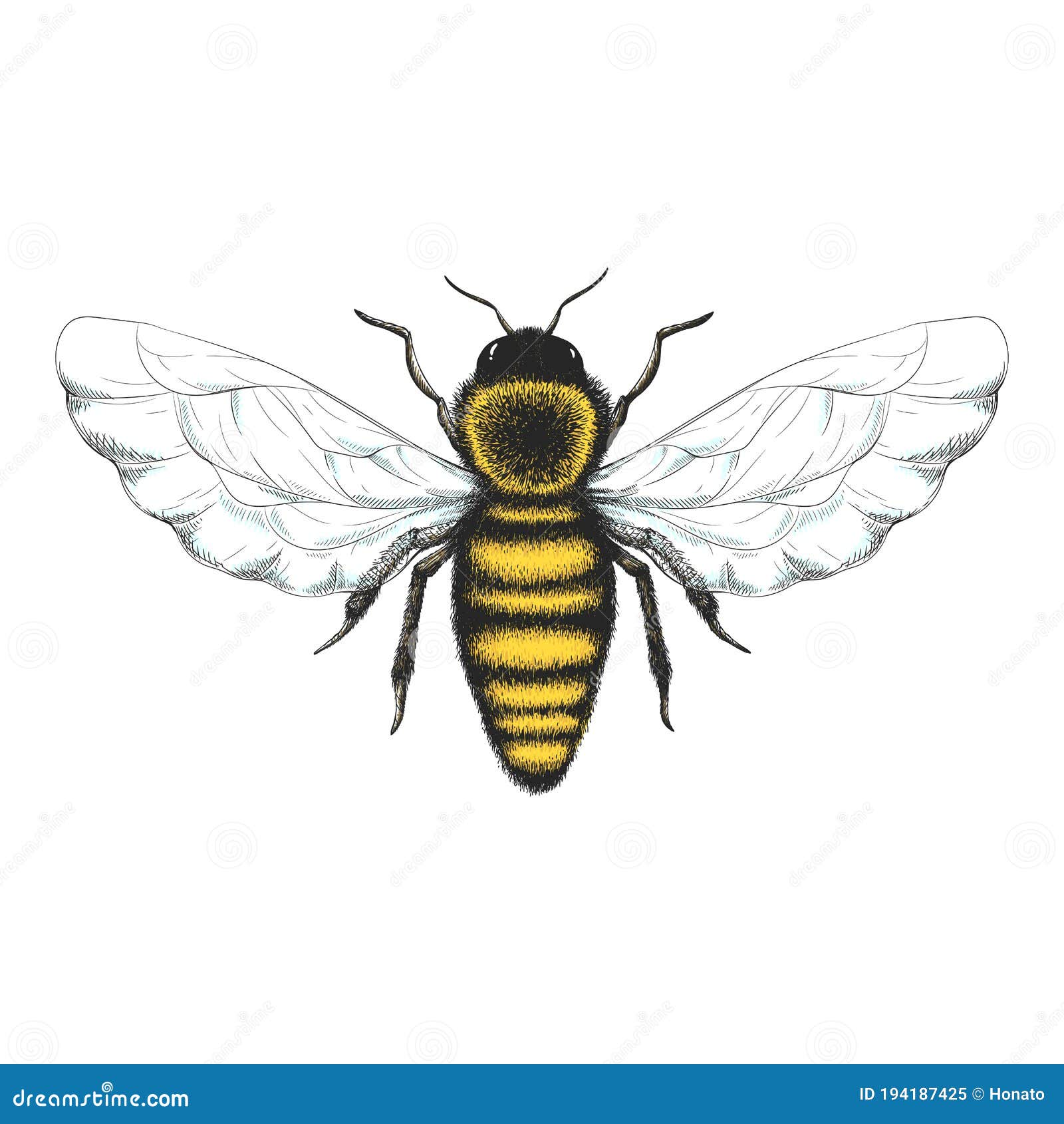 Bee Drawing PNG Transparent Images Free Download | Vector Files | Pngtree-saigonsouth.com.vn