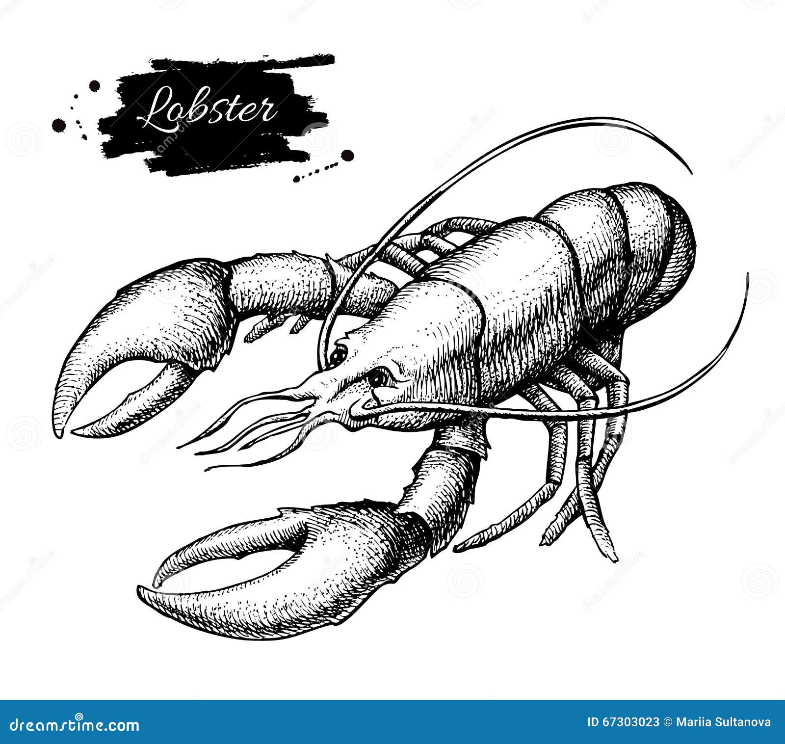 https://thumbs.dreamstime.com/z/vector-vintage-lobster-drawing-hand-drawn-monochrome-seafood-il-illustration-great-menu-poster-label-67303023.jpg