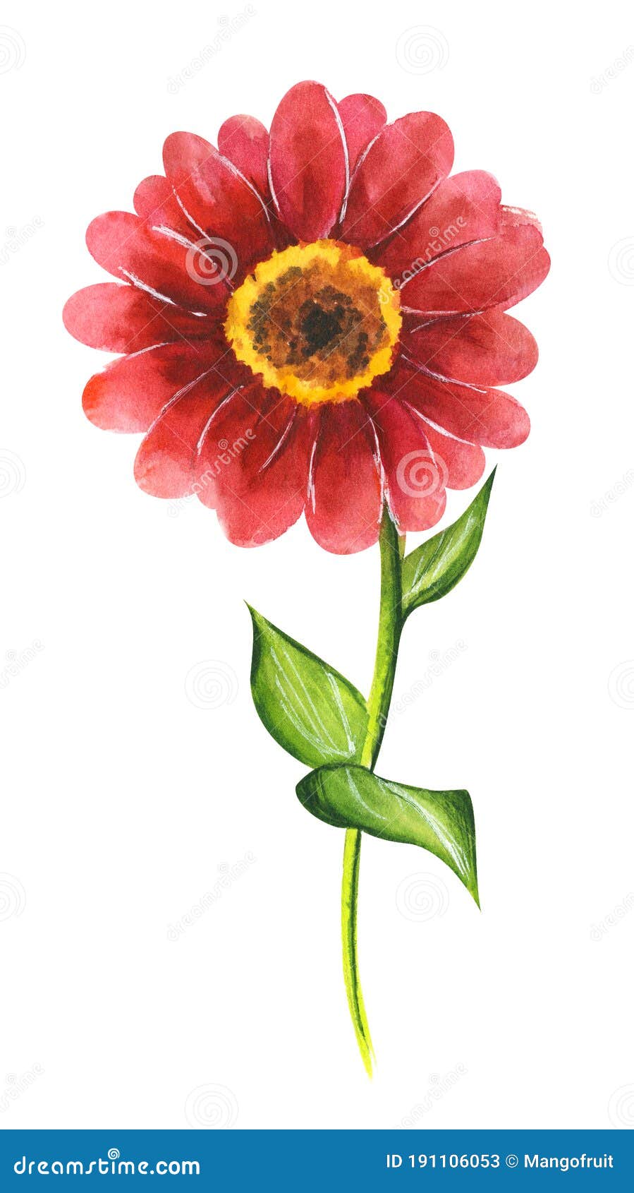  watercolor  of red zinnia flower  on white background