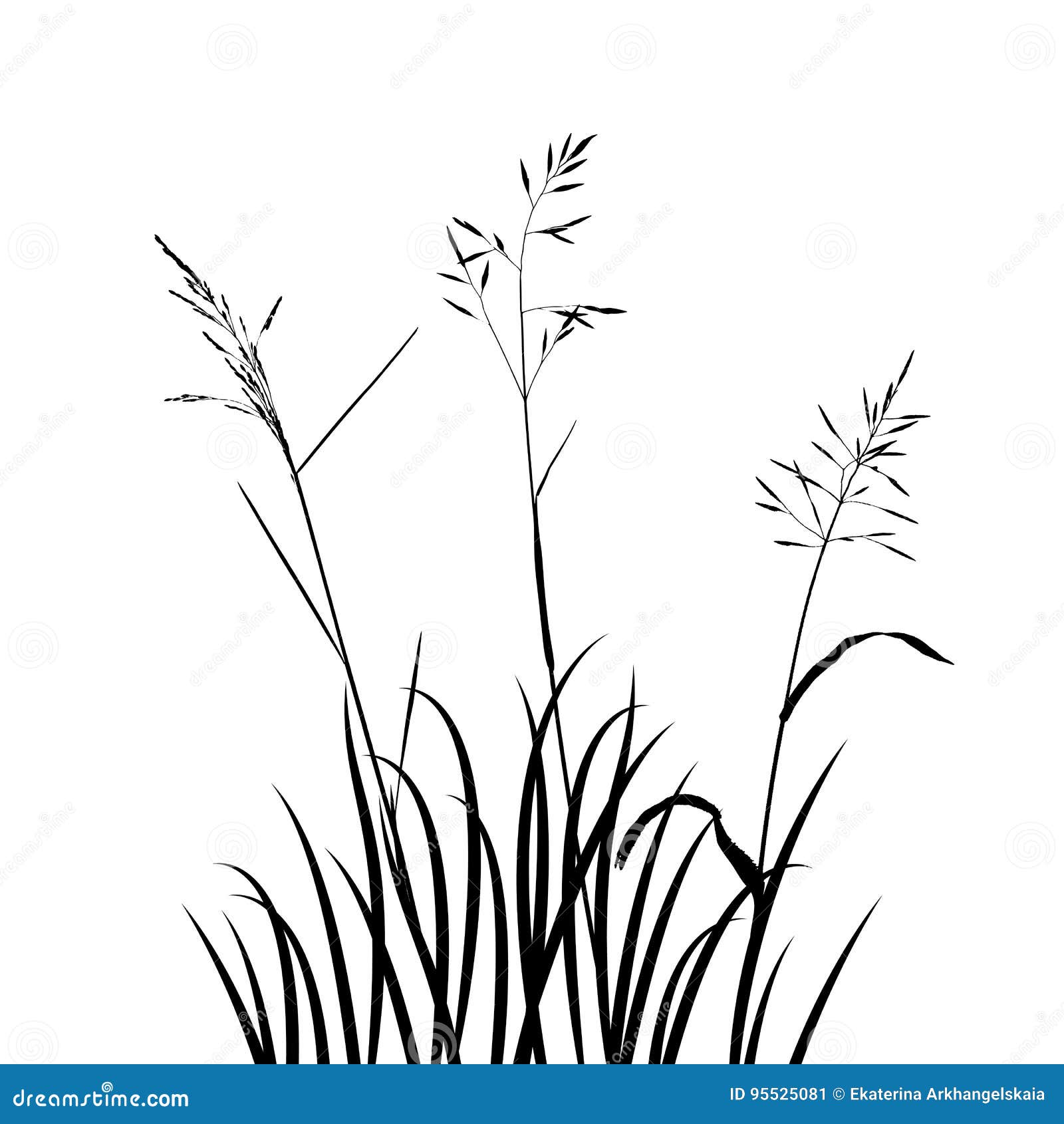 Vector wild cereal plants stock vector. Illustration of herbal - 95525081
