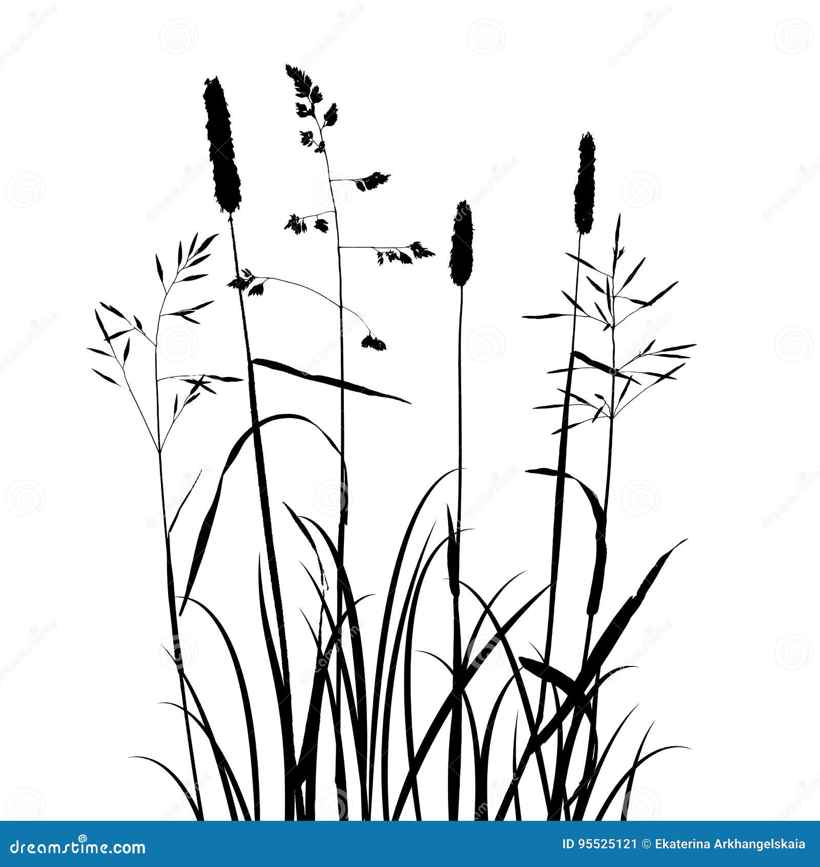 Vector wild cereal plants stock vector. Illustration of harvest - 95525121