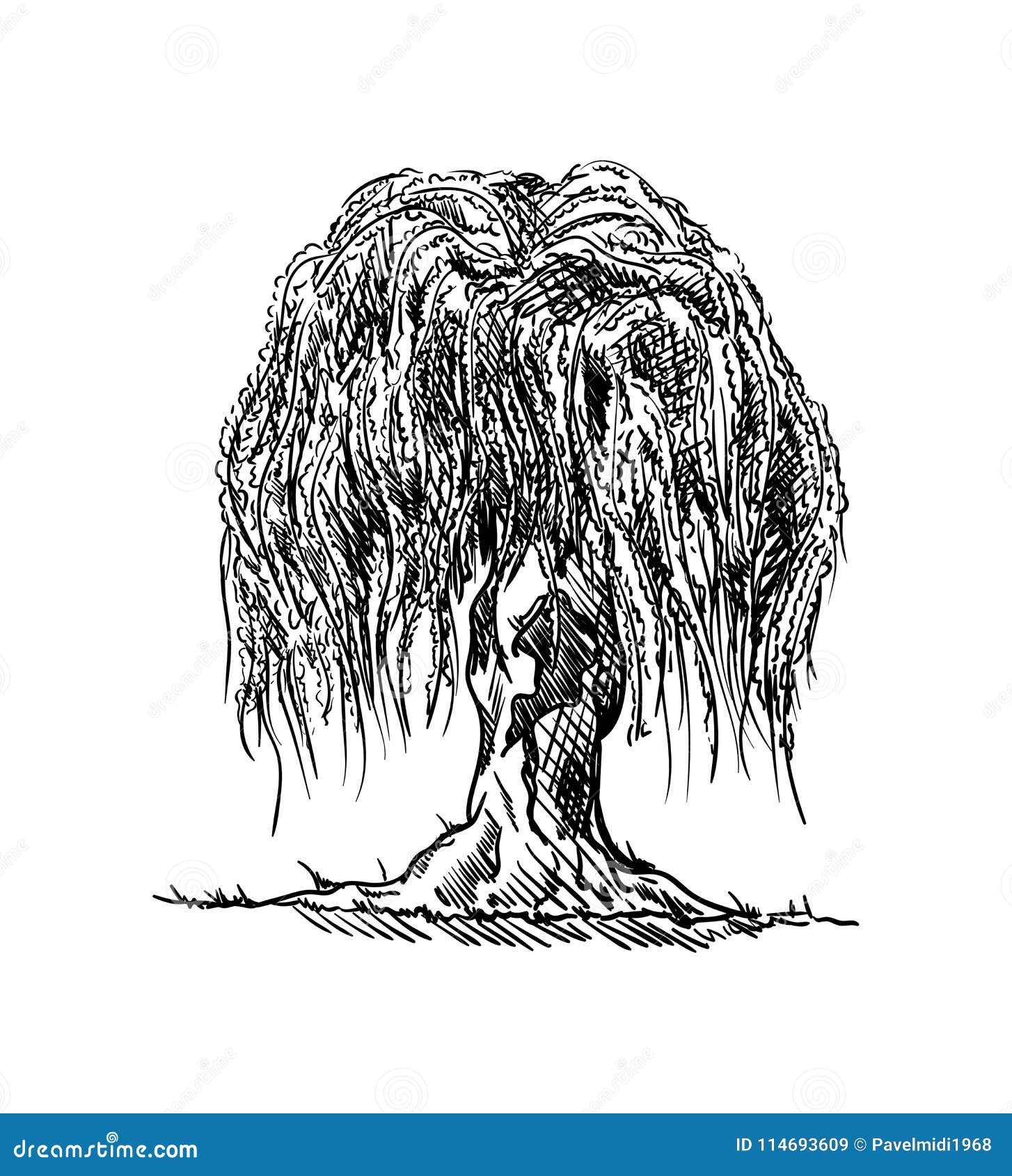 Weeping Willow Tree Drawing Best  Drawing Skill